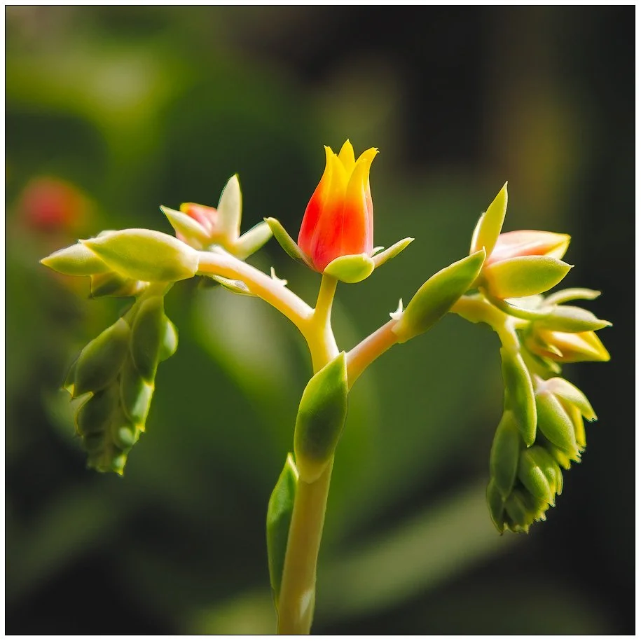 Single Succulent
220726-7574