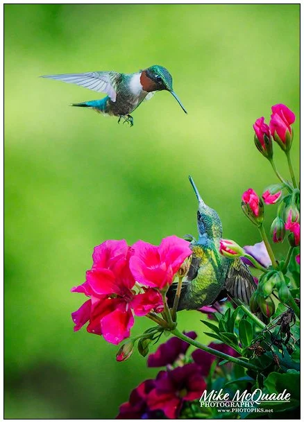 Hummingbird & Fledgling