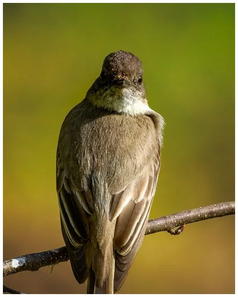 Spotted! (Eastern Phoebe)