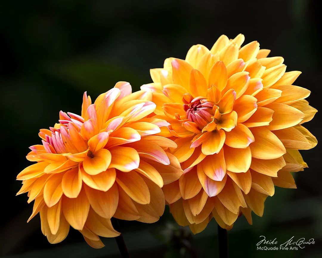 Dahlia Double Gold
250608-1616