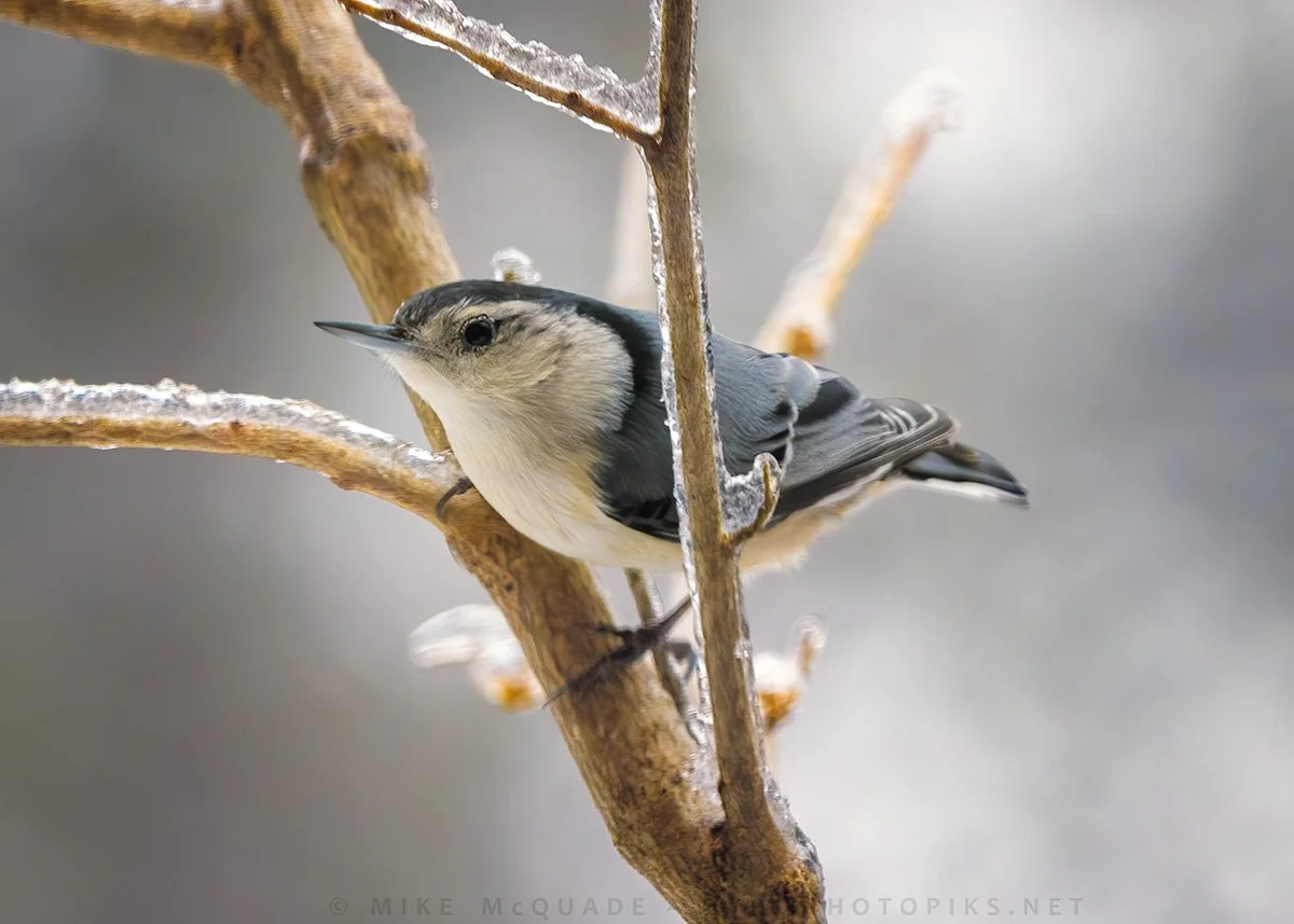 White Breasted Nuthatch