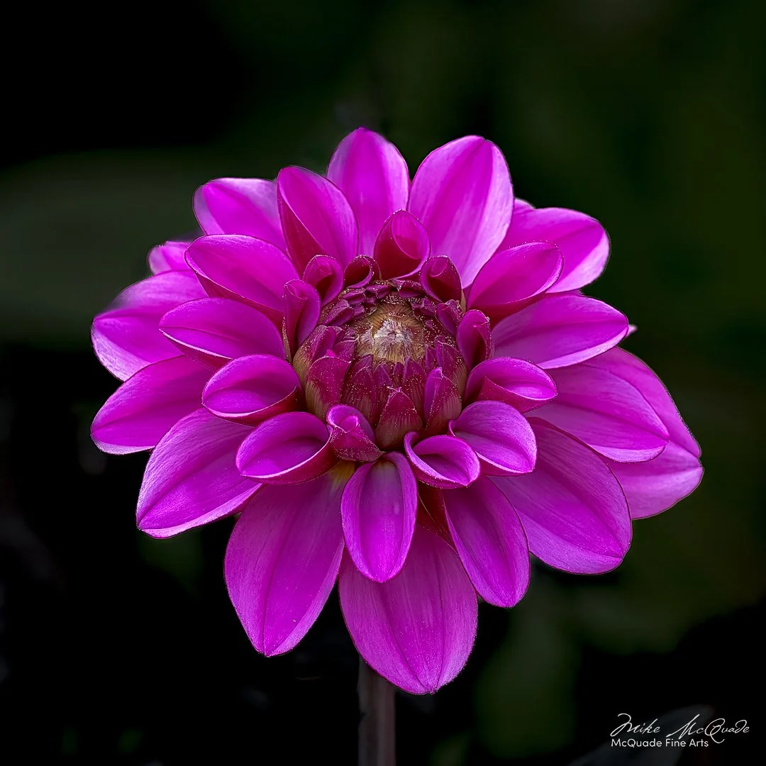 Purple Dahlia
250613-2304