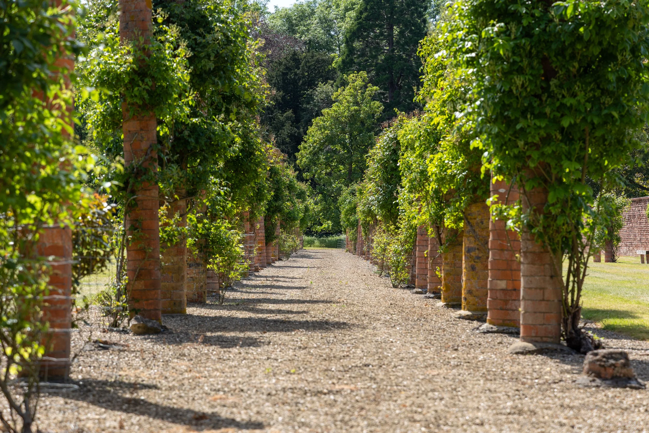 A garden pathway lined with brick columns covered in green vines on either side and trees in the background.