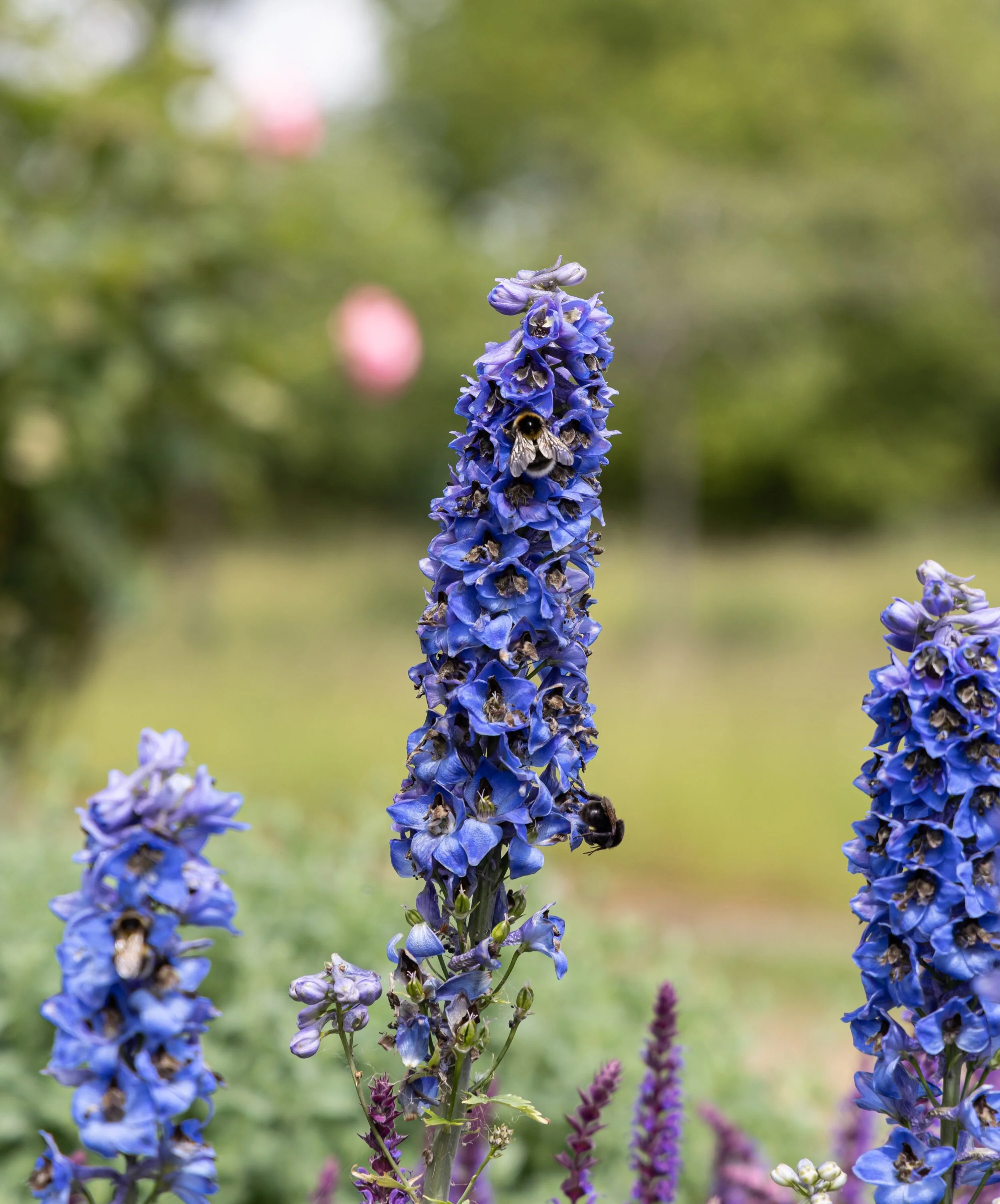 My Volunteering experience with the National Garden Scheme