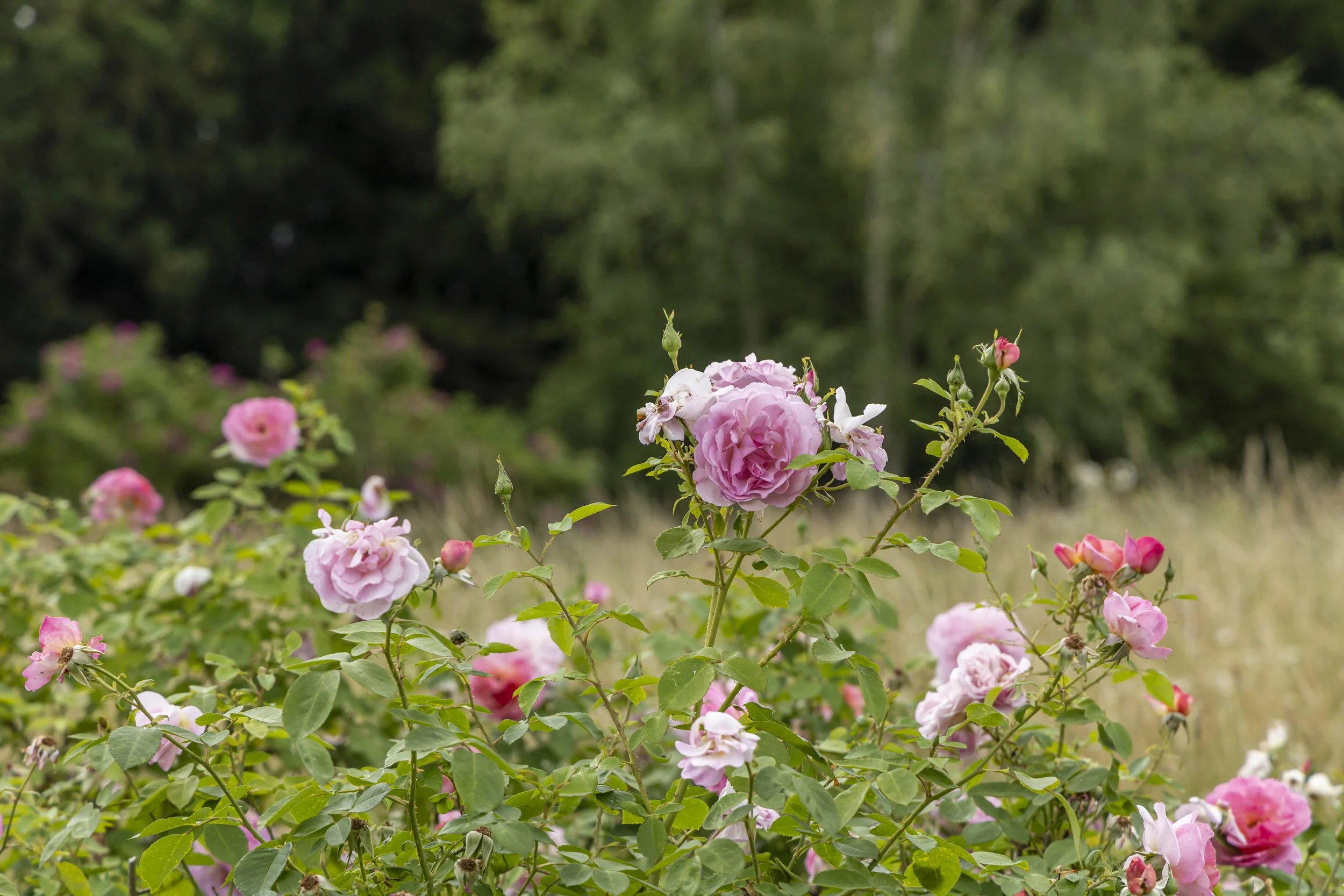 Pink roses blooming in a garden with green leaves and a blurred background of trees.