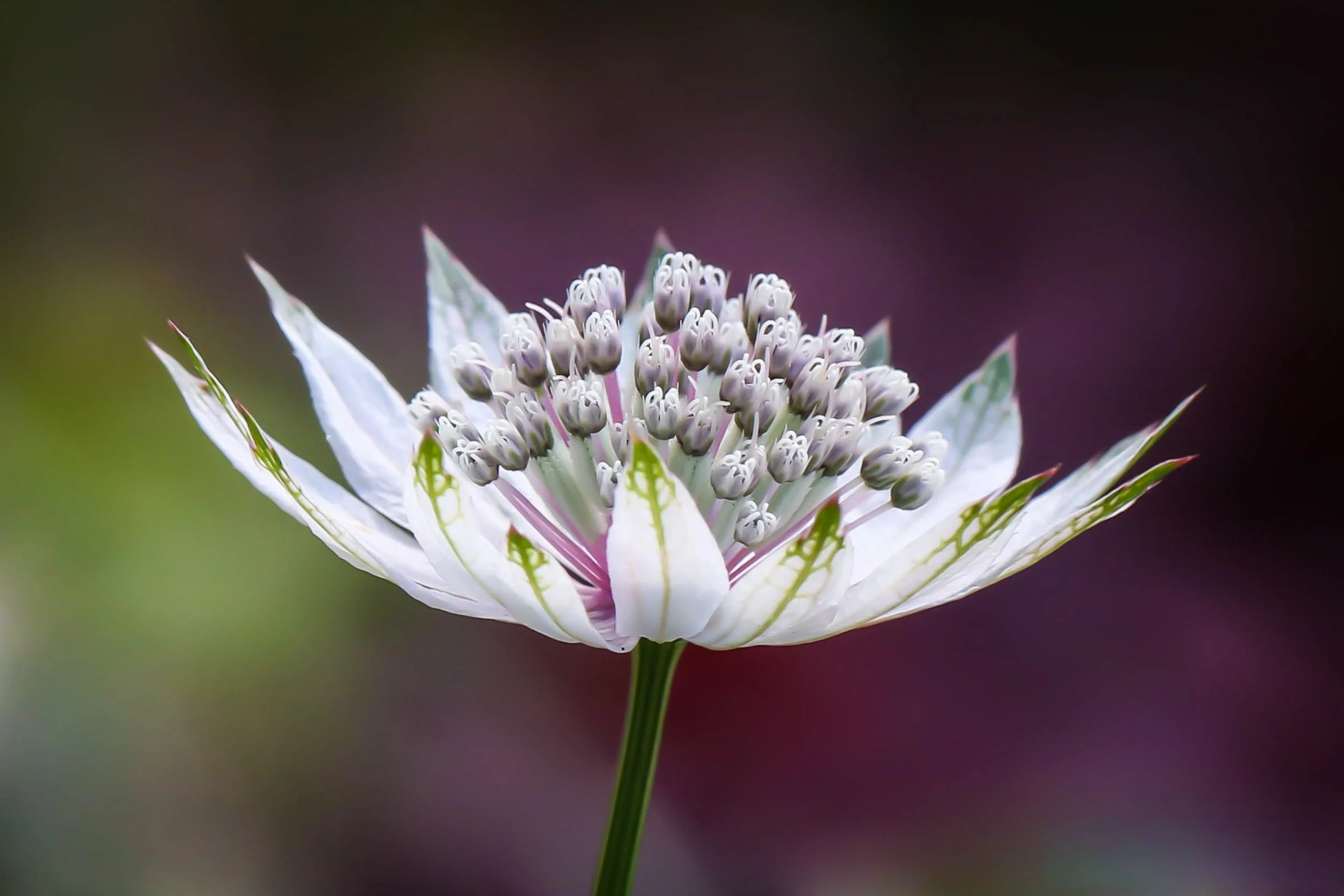 Close-up of a white flower with green markings and tightly clustered small buds in the center, with a blurred dark background.