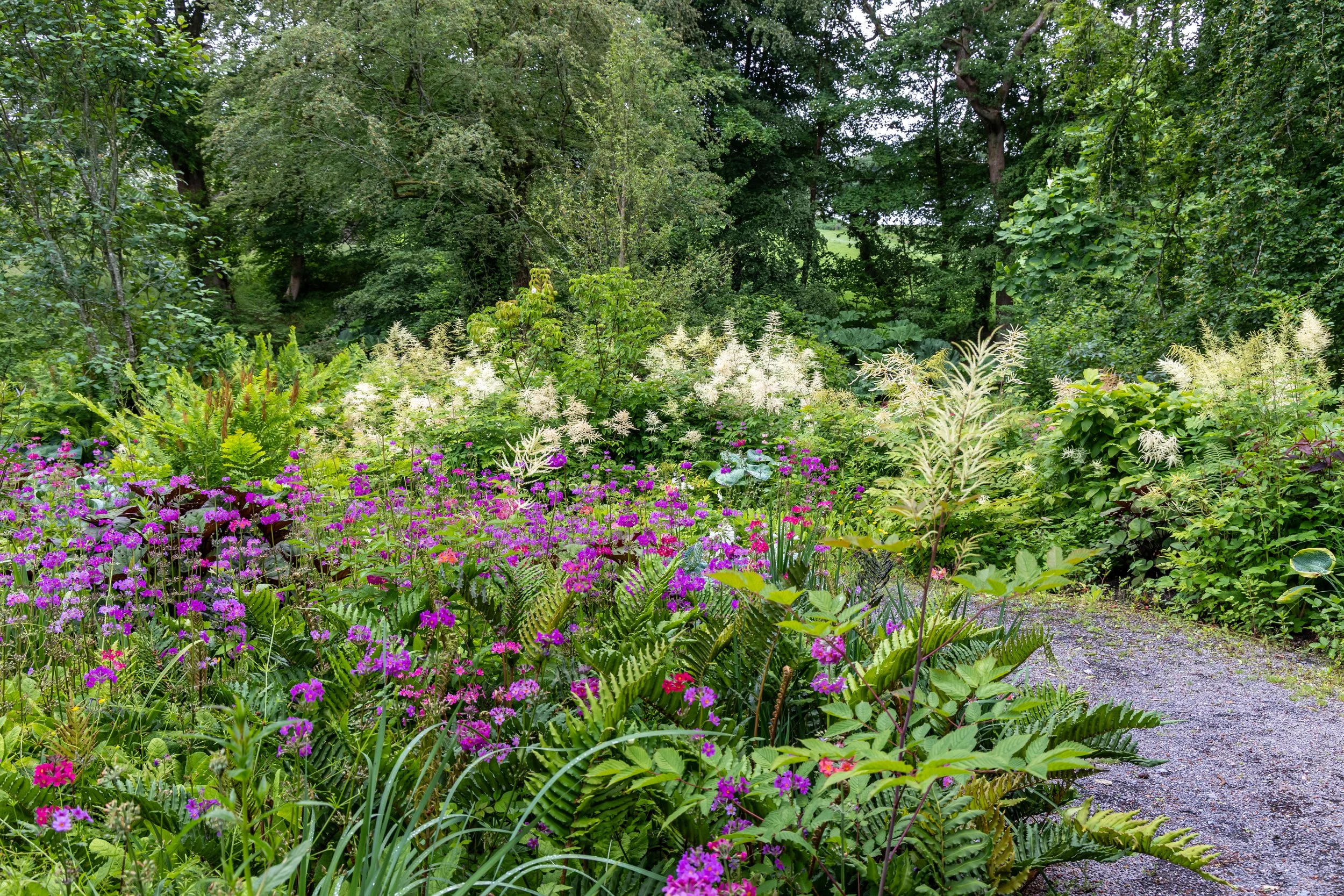 A lush garden with various colorful flowers including purple, white, and pink, surrounded by green foliage and tall trees in the background.