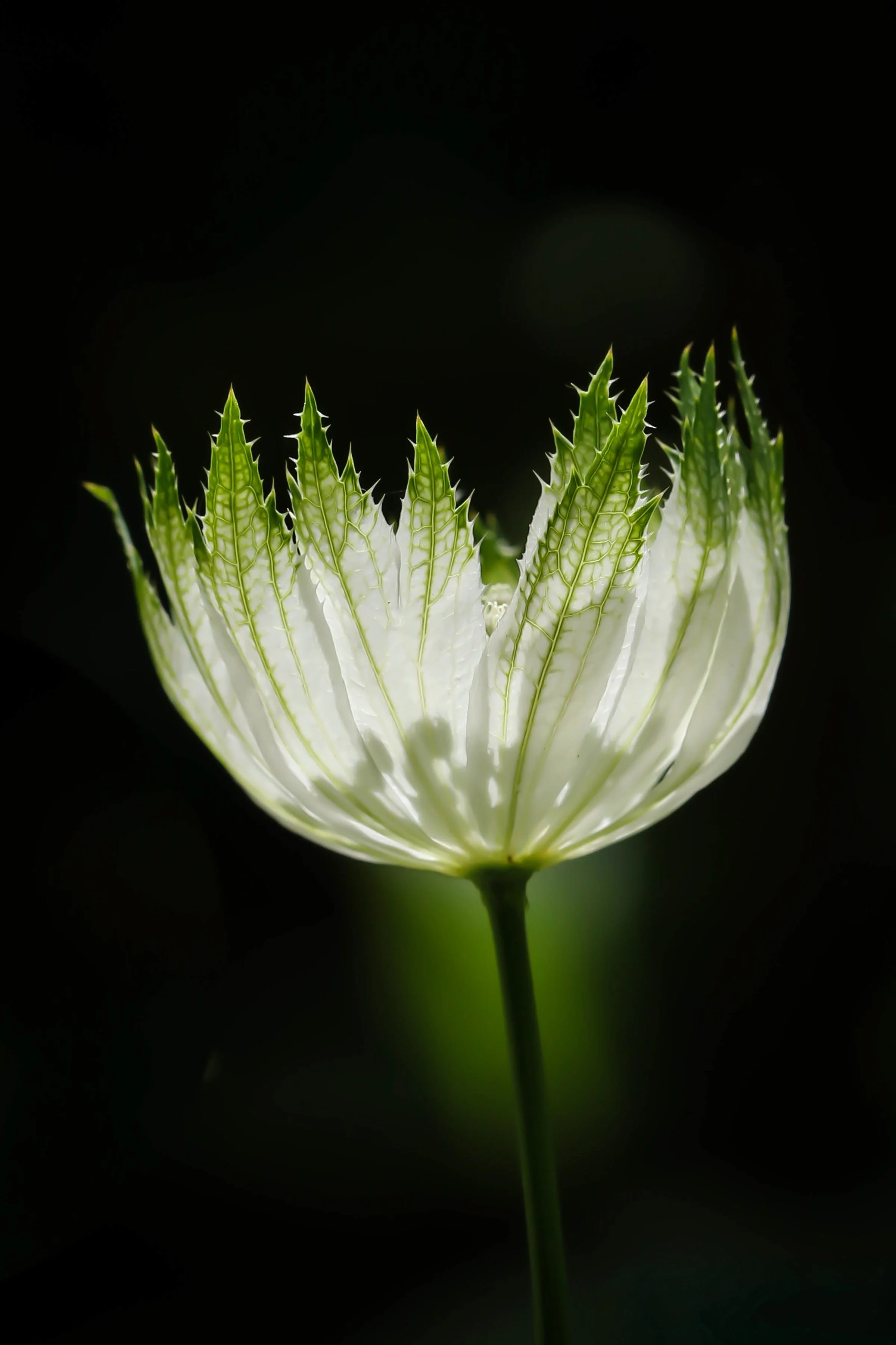 Close-up of a white flower with green, spiked leaves against a black background.