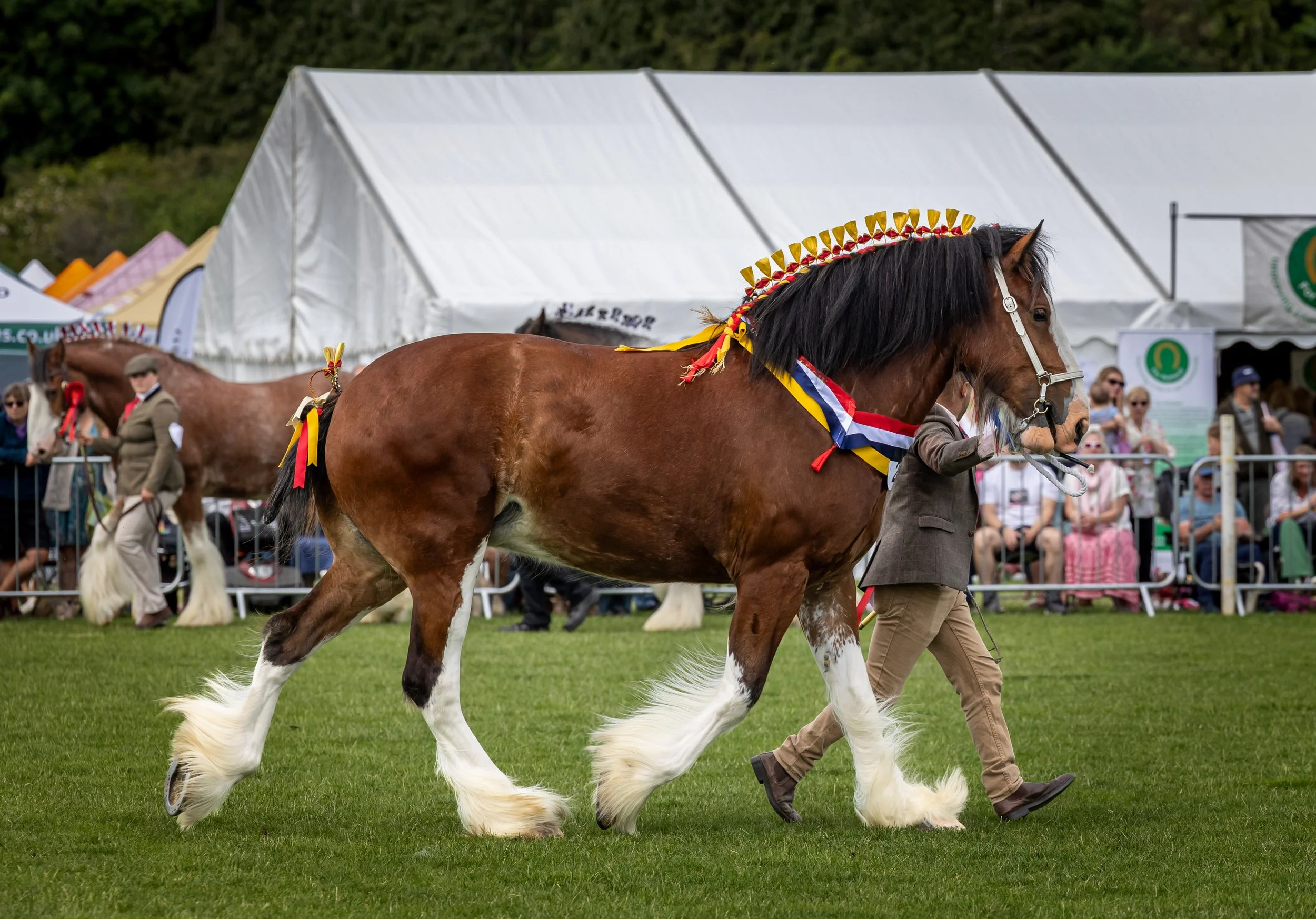 A large brown and white horse walking on a green grassy field at an outdoor event. The horse has a decorative ribbon and gold accents on its mane. There are spectators and tents in the background.
