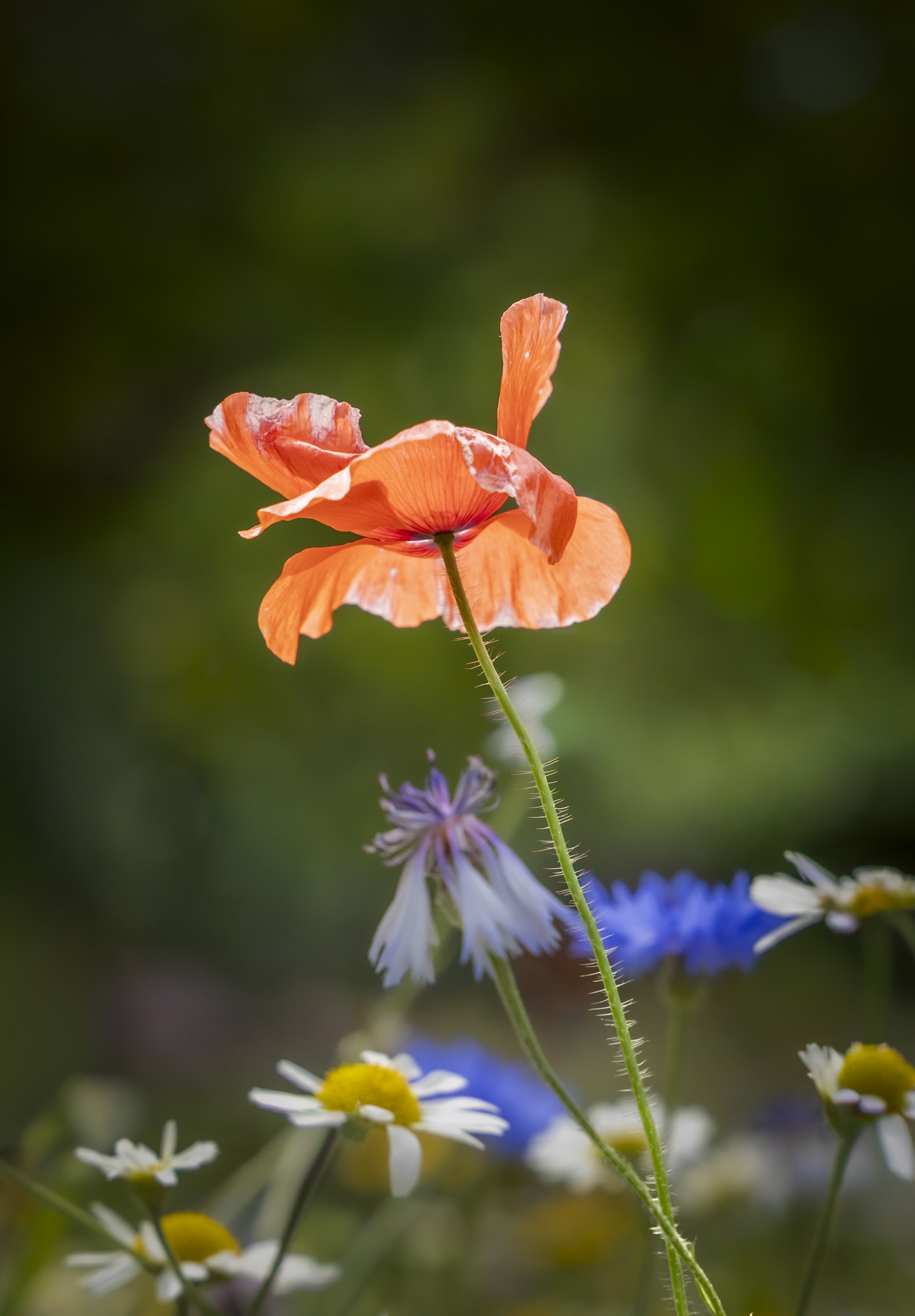Close-up of a red poppy flower with a green blurred background, surrounded by small white and yellow daisy-like flowers.