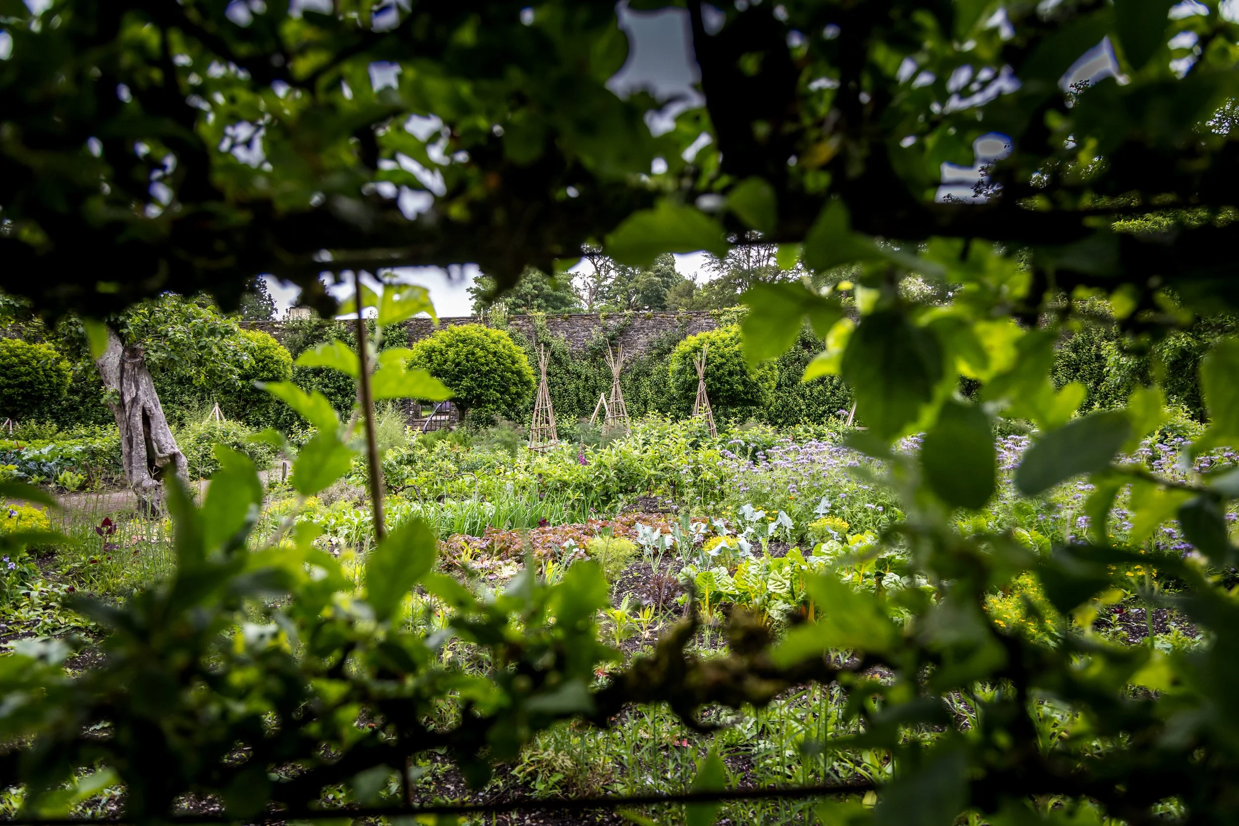 A garden seen through a leafy hedge with raised beds, trees, and a stone wall in the background.