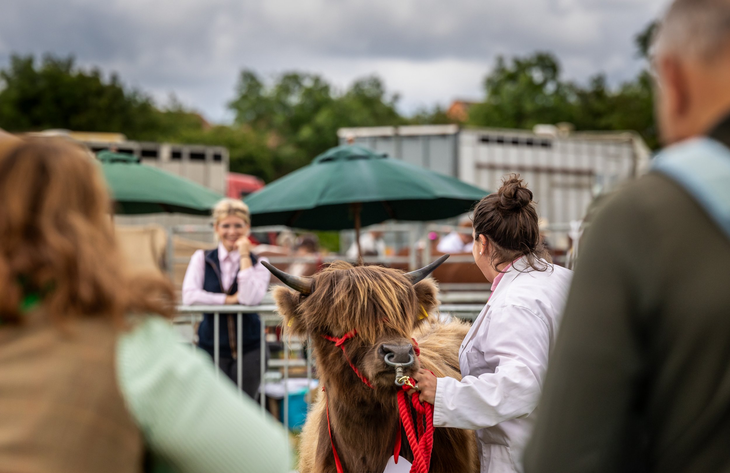 Cattle_THP_1158.jpg
