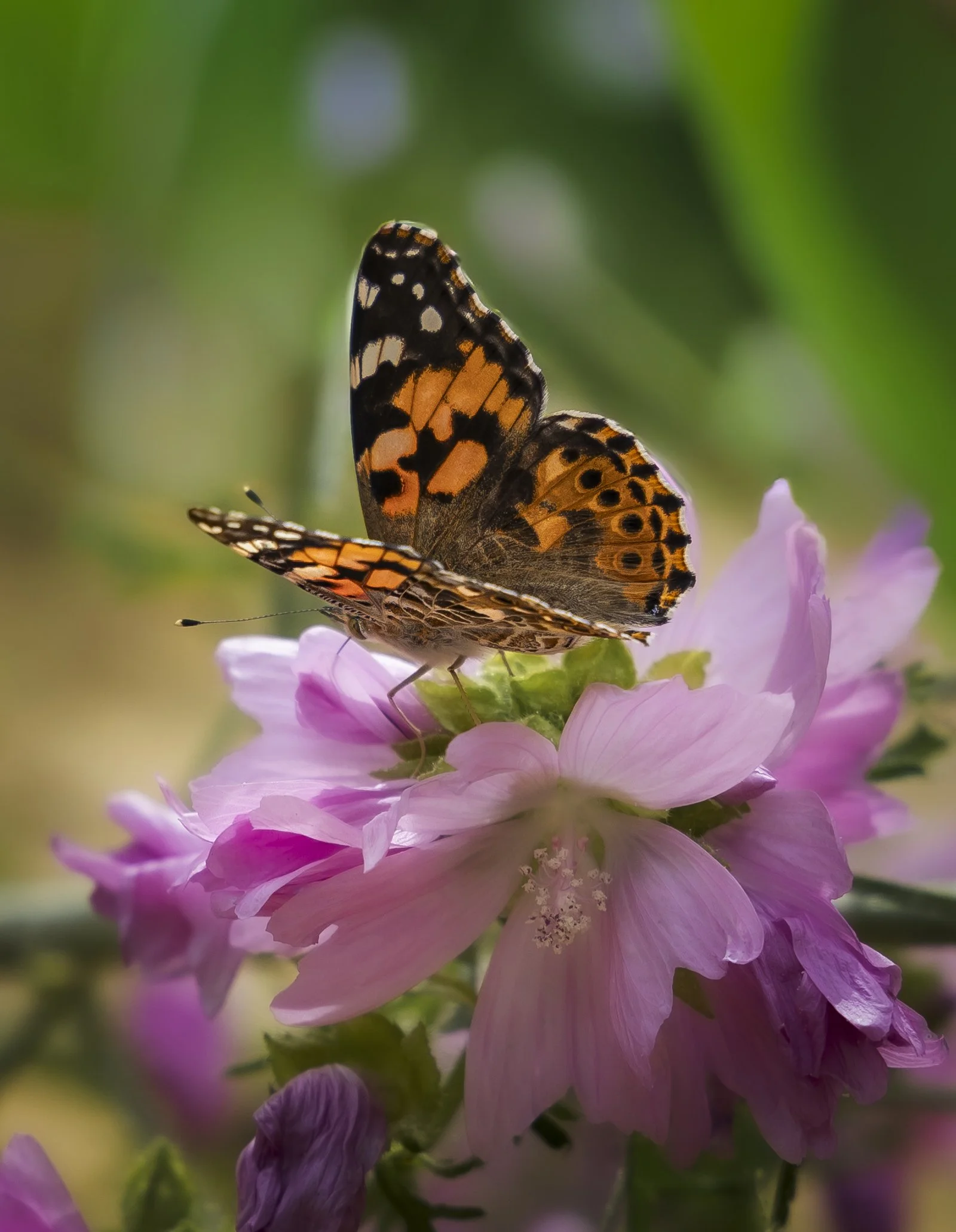 Close-up of a butterfly with orange, black, and white wings perched on pink flowers with green background at Burghley House.