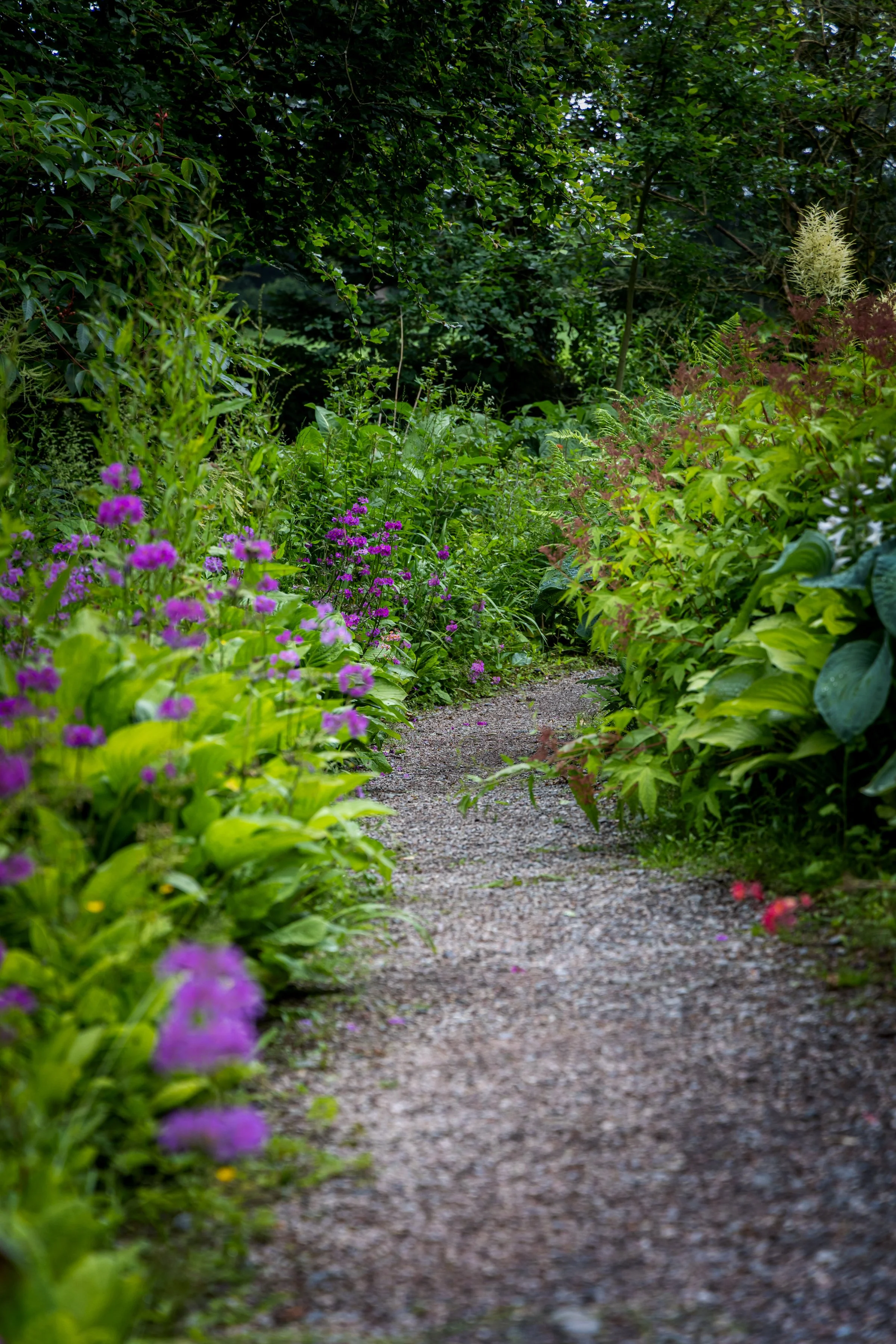 A gravel garden path bordered by lush green plants and vibrant purple flowers.