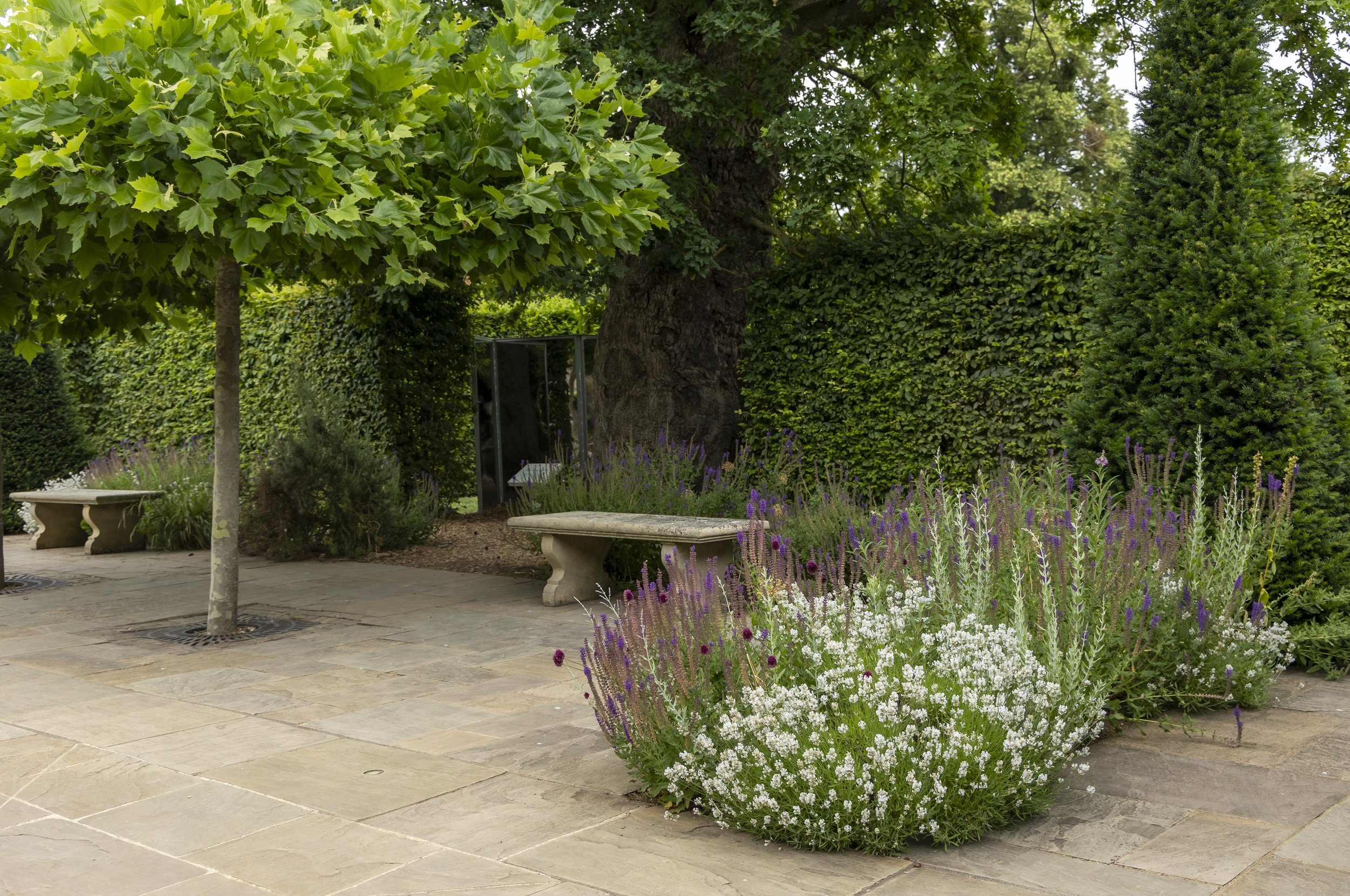 A garden with a large tree, lush green shrubs, purple and white flowers, stone benches, and a paved walkway at Burghley House.