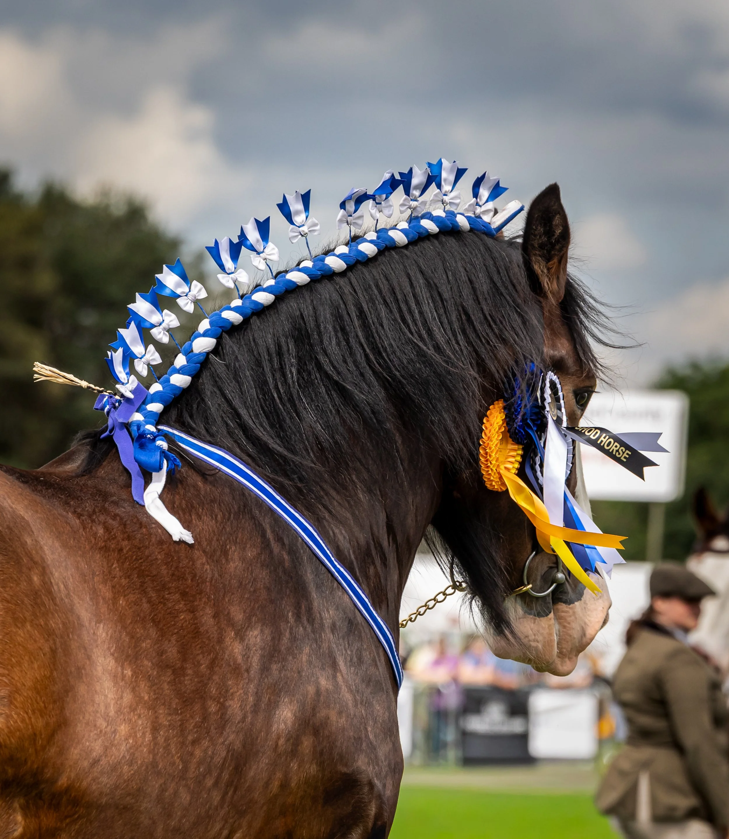 HeavyHorses_THP_2242.jpg