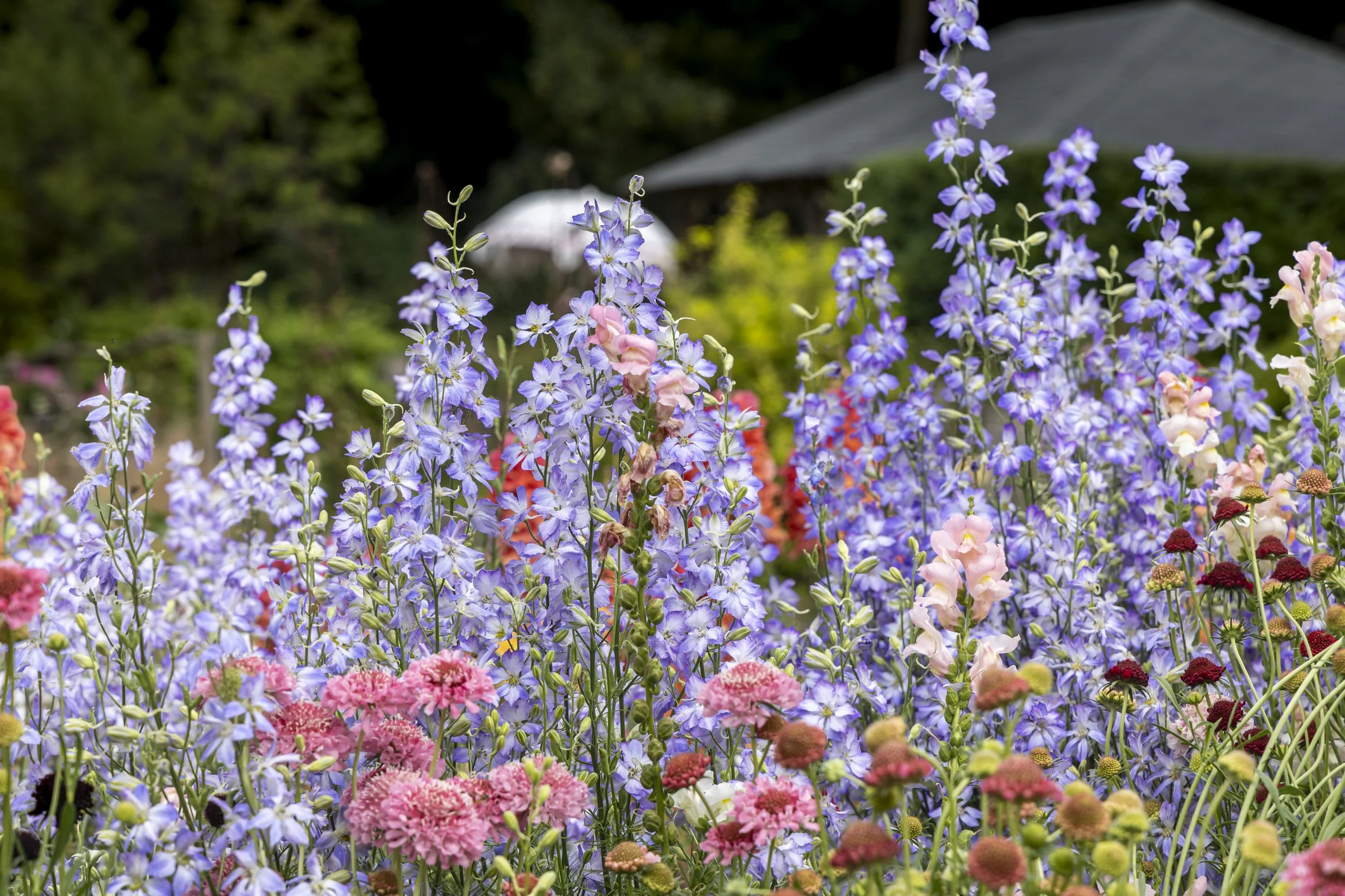 A vibrant garden filled with purple, pink, and red flowers with a background of trees and a house.