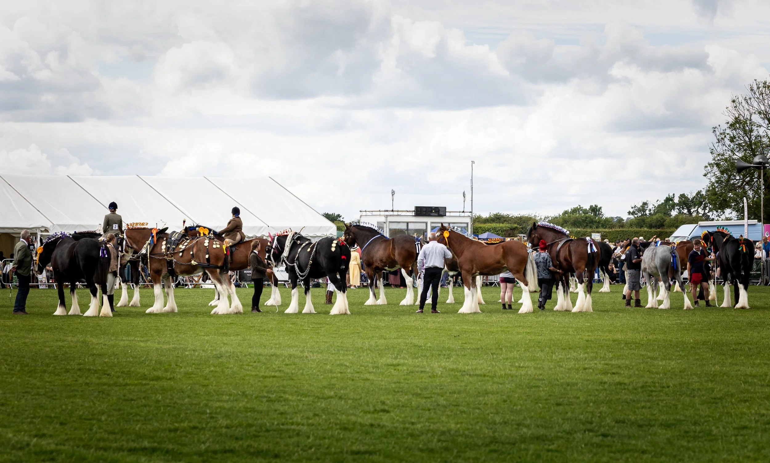 HeavyHorses_THP_2221.jpg