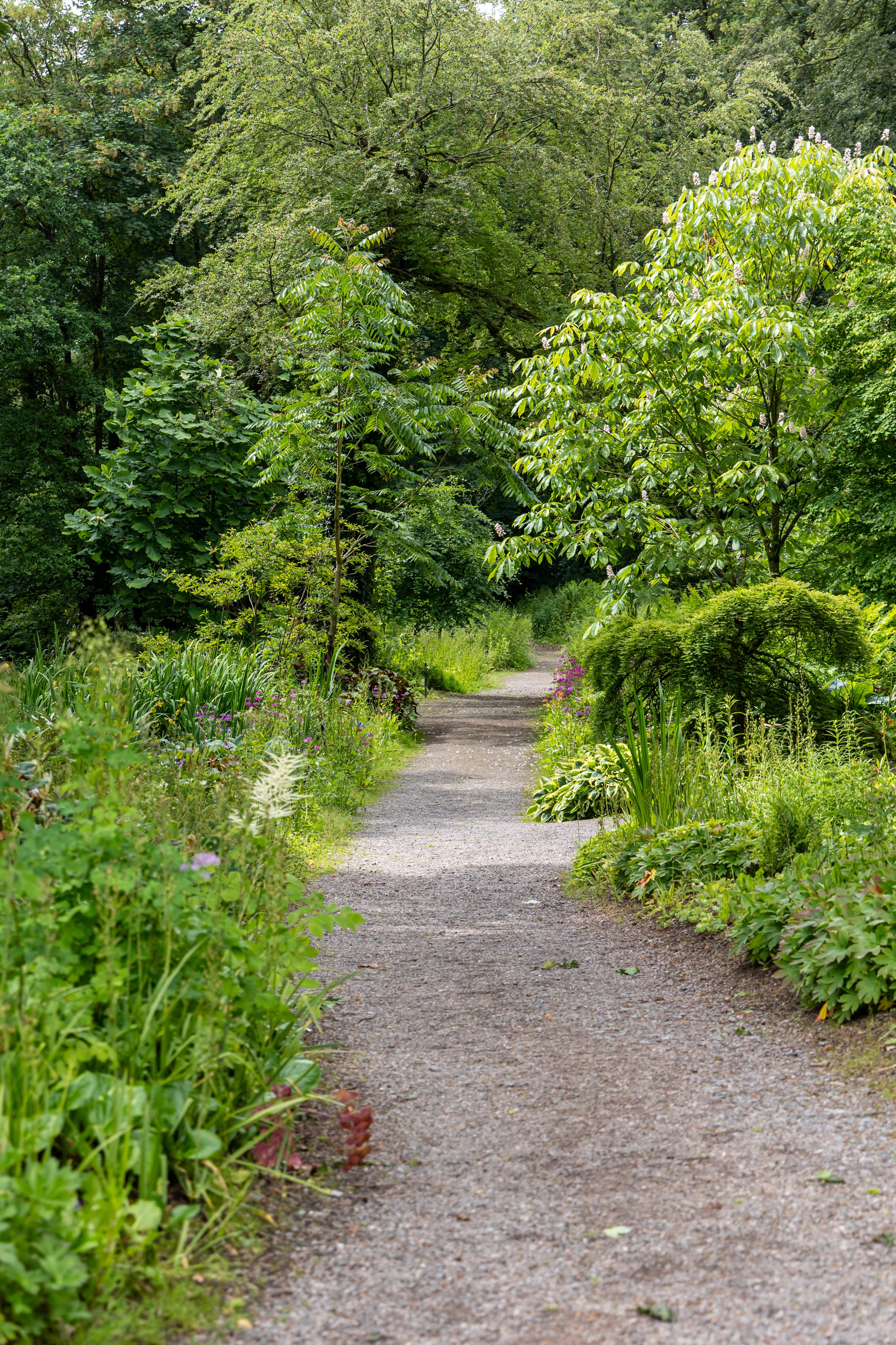 A narrow dirt pathway through a lush, green garden filled with various plants and trees on either side.