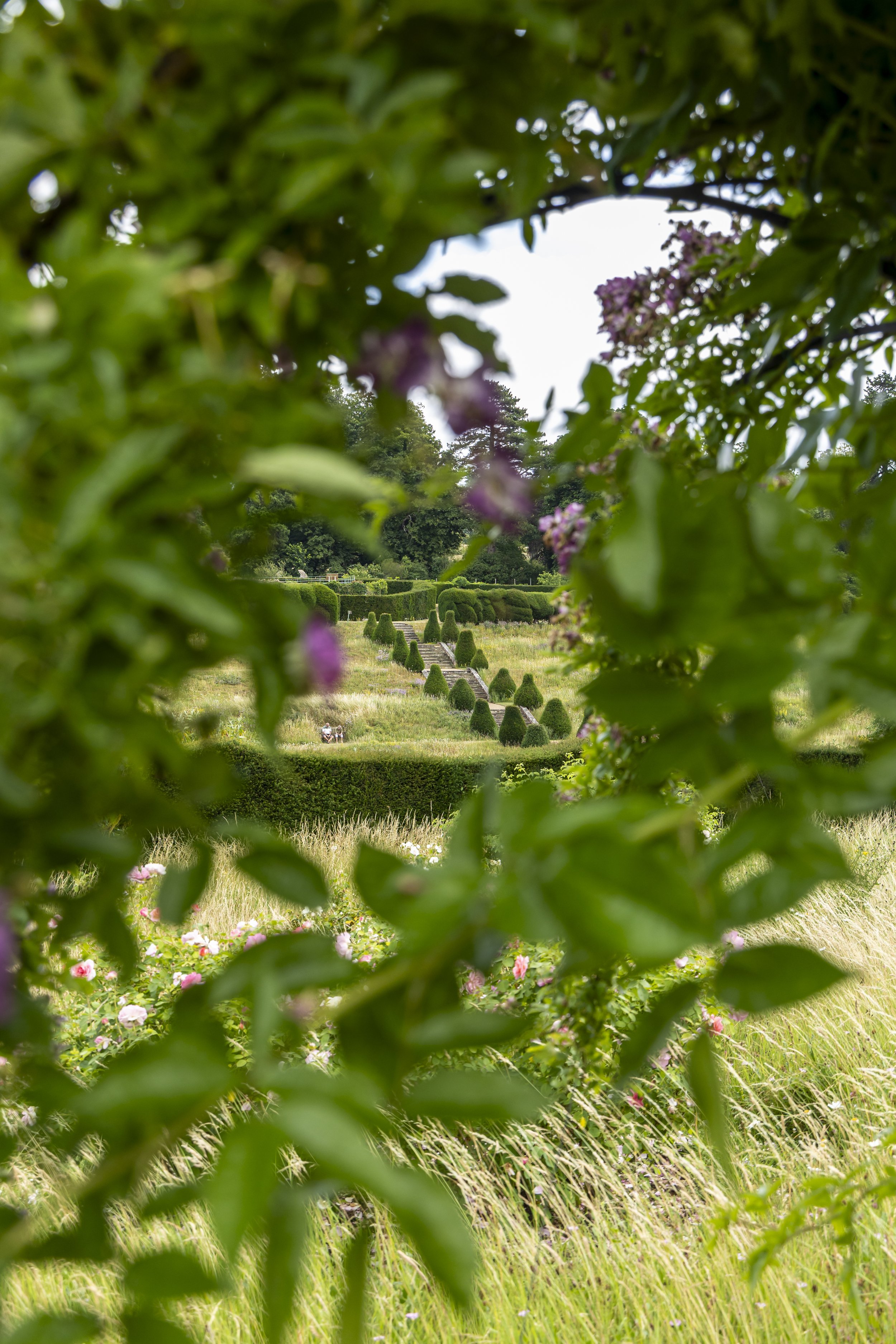 A garden scene viewed through a natural frame of green foliage and purple flowers, revealing trimmed hedges, small trees, and a pathway in the distance with a person sitting on a bench.