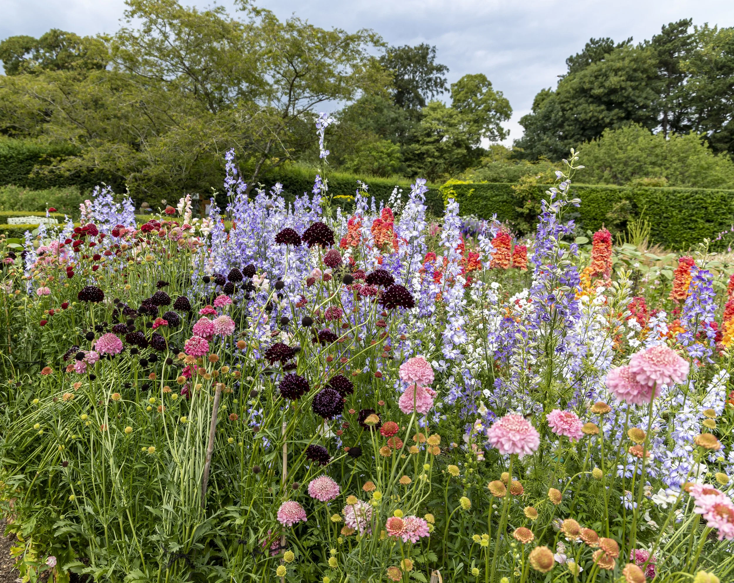 A colorful garden with various flowers including pink, purple, and dark red blooms, with green bushes and trees in the background under a cloudy sky.