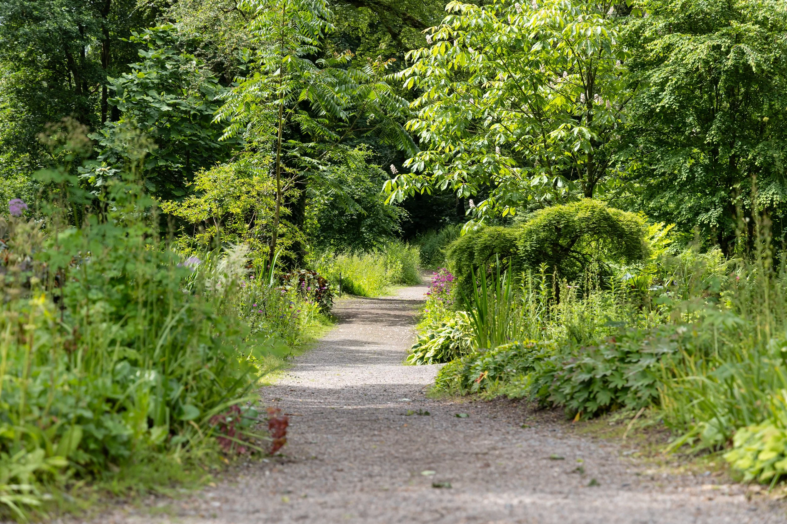 A dirt pathway in a lush green garden with various trees and plants on either side and flowering plants near the path.