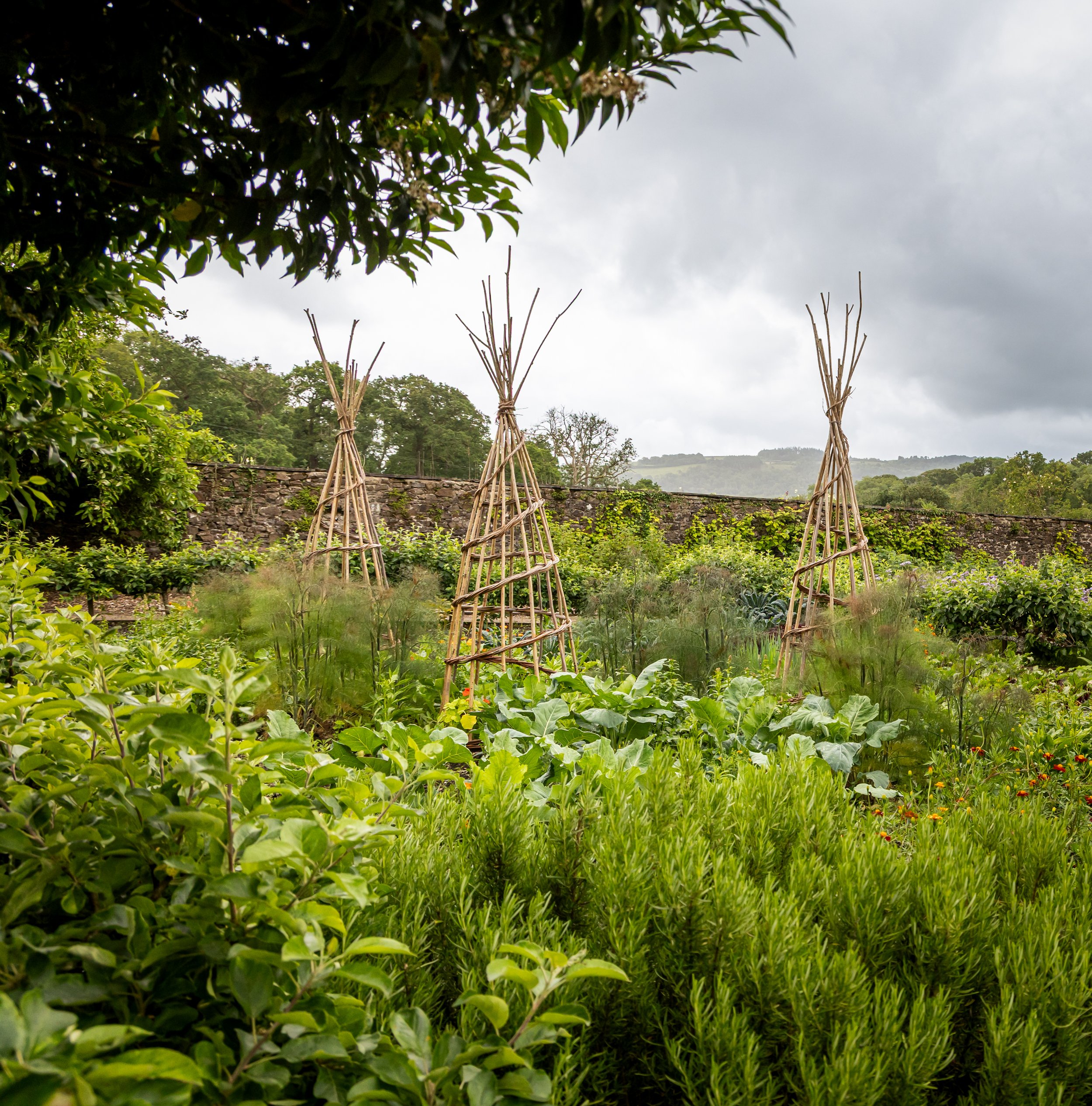 Green leafy plants and bamboo structures in a lush garden landscape with a stone wall and hills in the background under a cloudy sky.