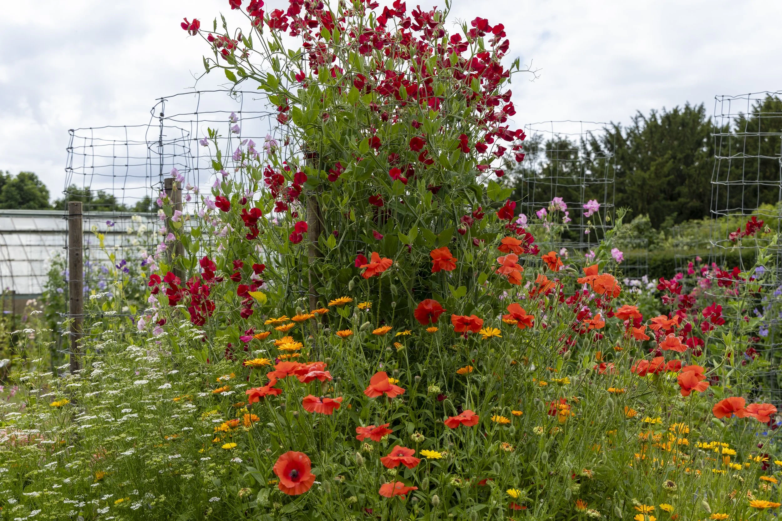 A lush garden with a variety of colorful flowers including red, orange, pink, and yellow, surrounded by wire fencing and trees in the background.