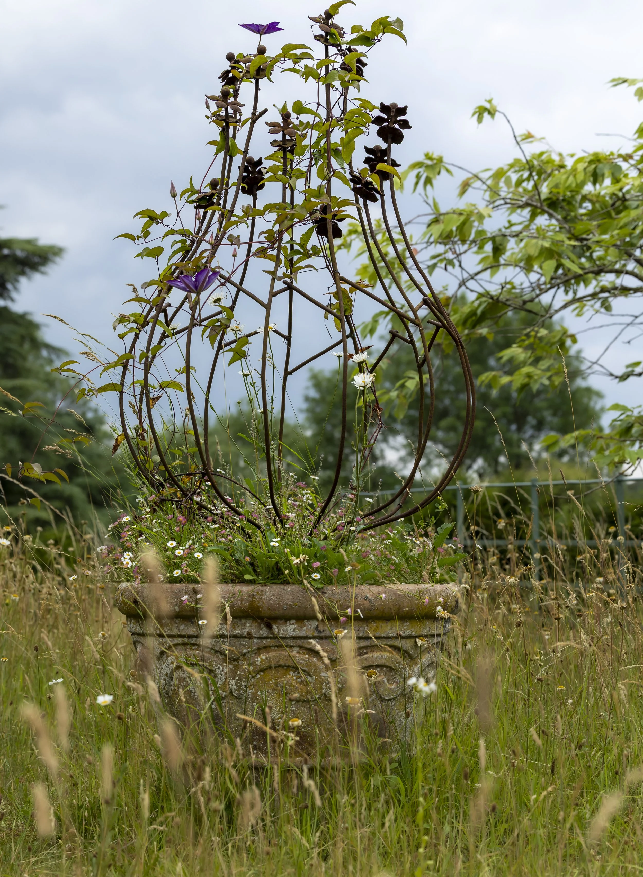 A potted plant with a metal trellis structure, featuring purple flowers, green leaves, and some white flowers at the base, set outdoors in a natural grassy area with a cloudy sky in the background.