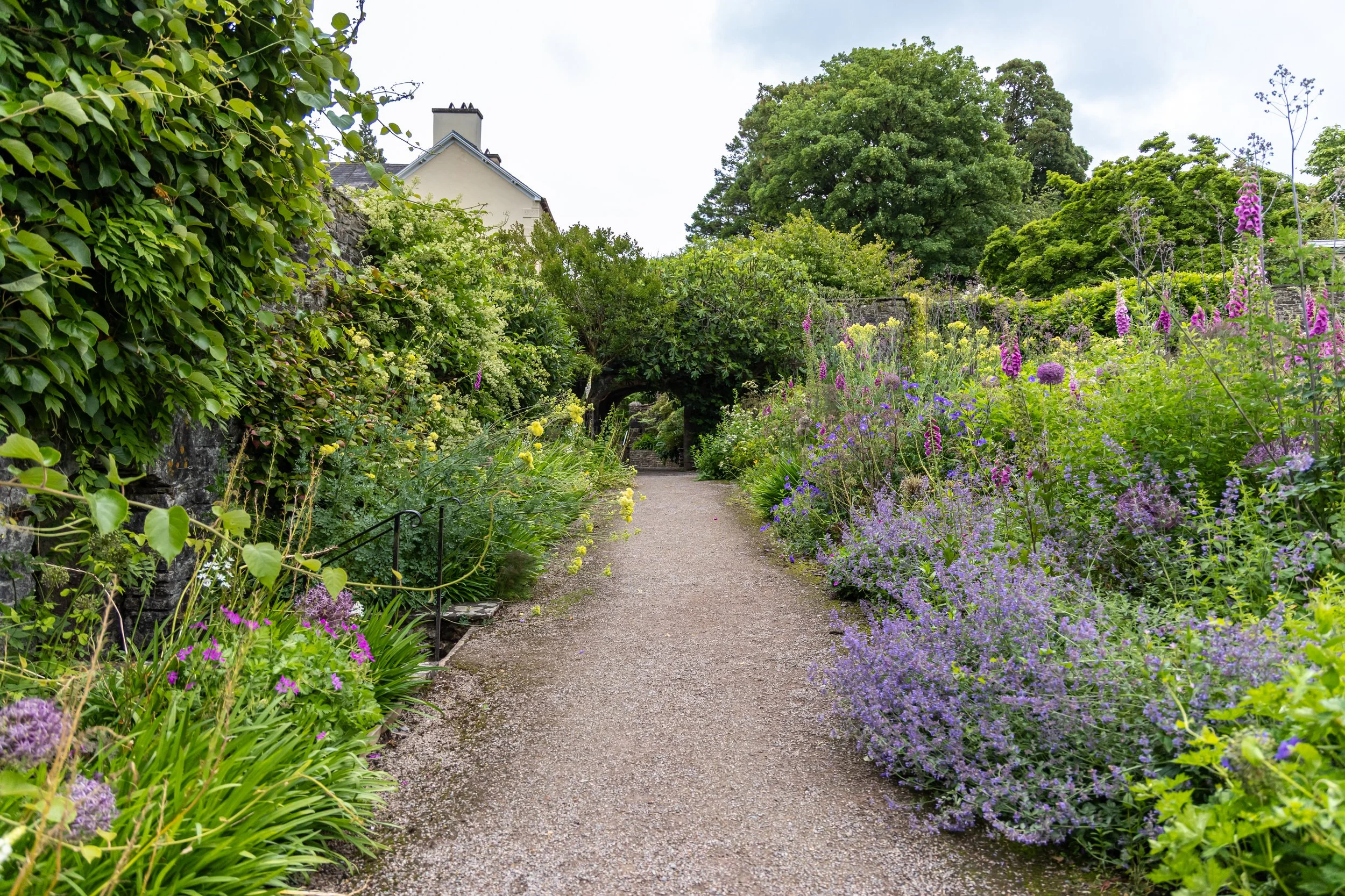 A garden pathway surrounded by lush green plants and colorful purple and yellow flowers, with trees and a house in the background.