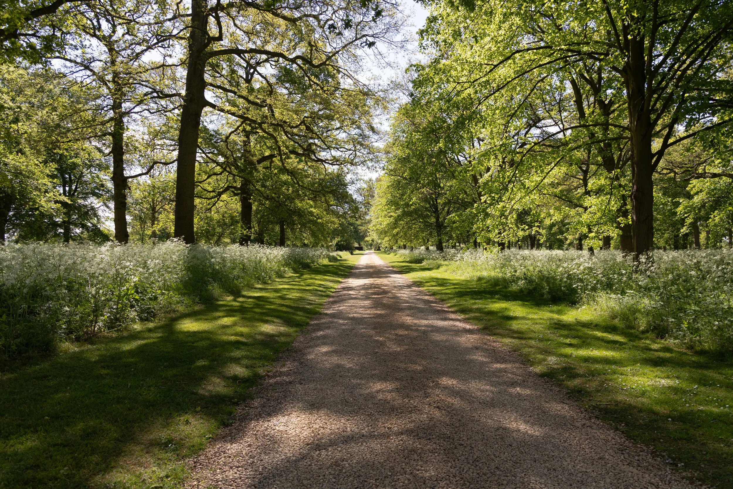 A dirt path through a park surrounded by lush green trees and white flowering bushes, with sunlight filtering through the leaves.