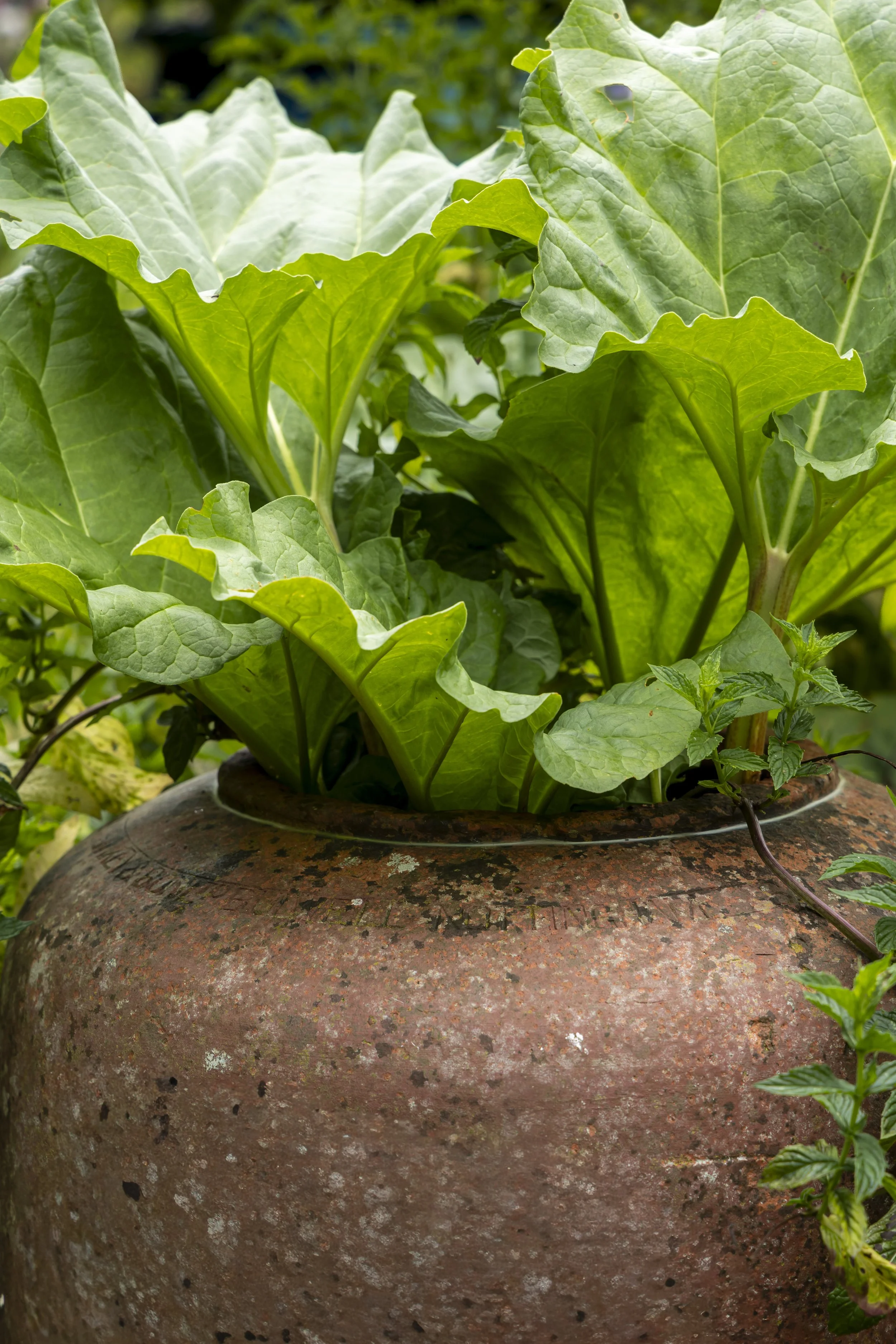 Green leafy plants growing in a rusty garden pot outdoors.
