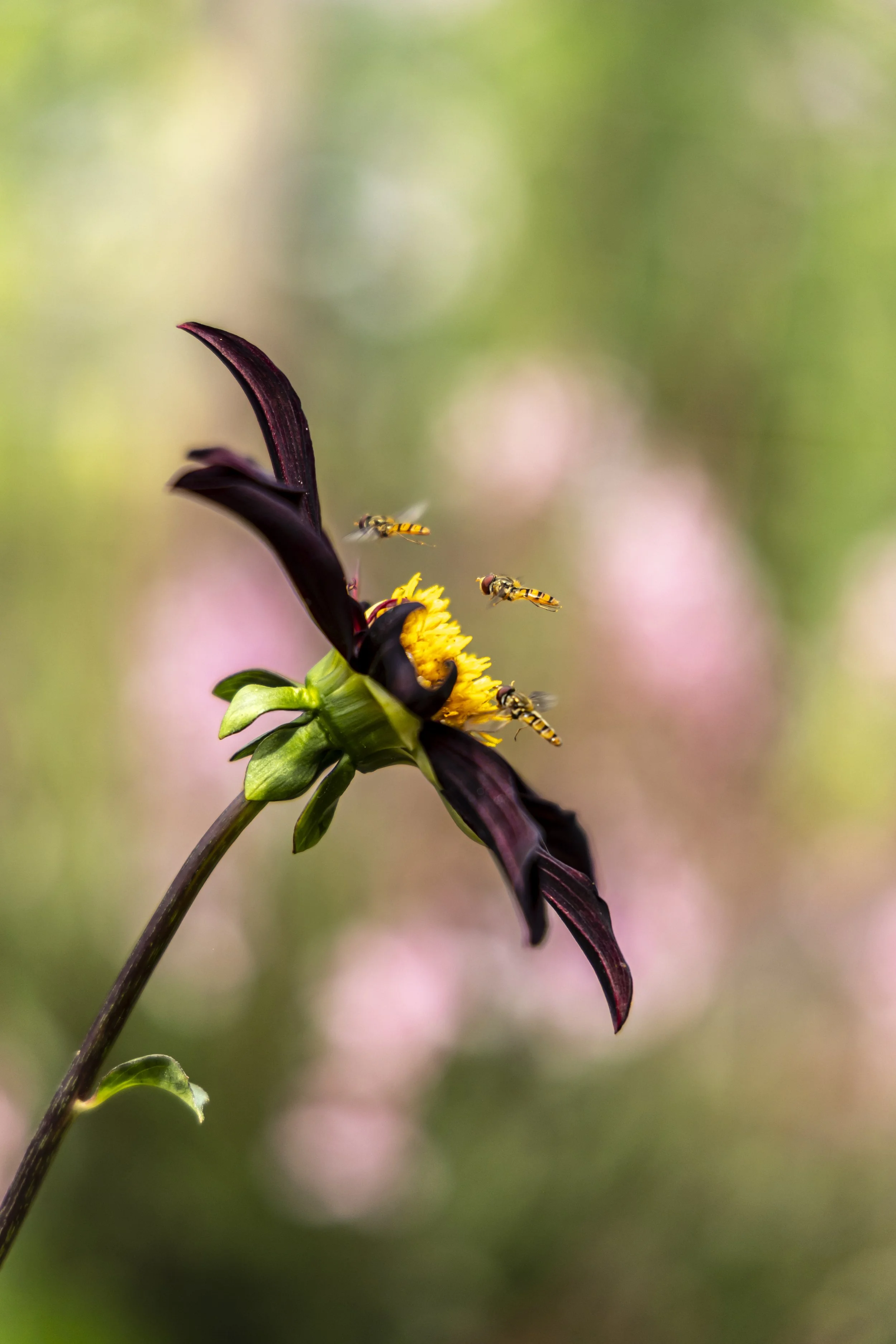Close-up of dark purple flower with yellow anthers, and small bees flying around it, with a blurred green and pink background.