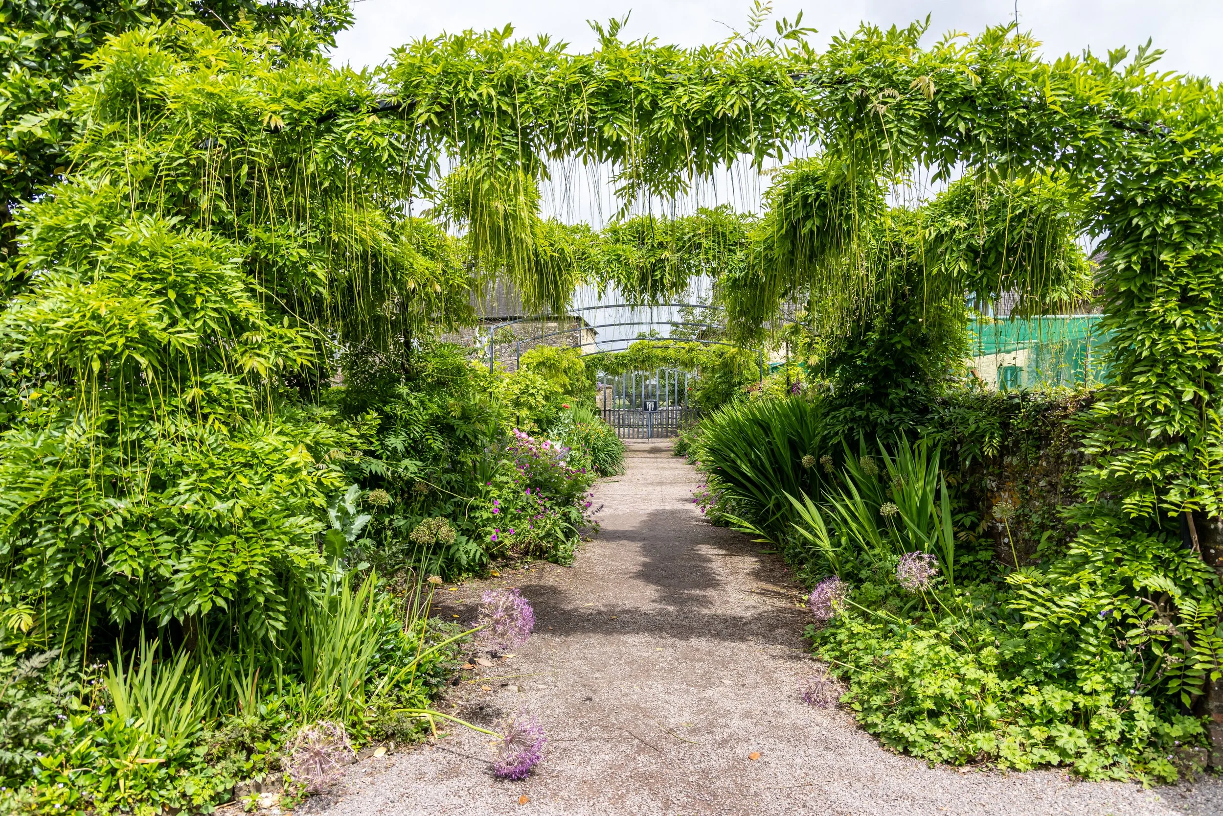A lush green garden with a pathway running through the center, surrounded by dense plants and trees, under a bright blue sky.