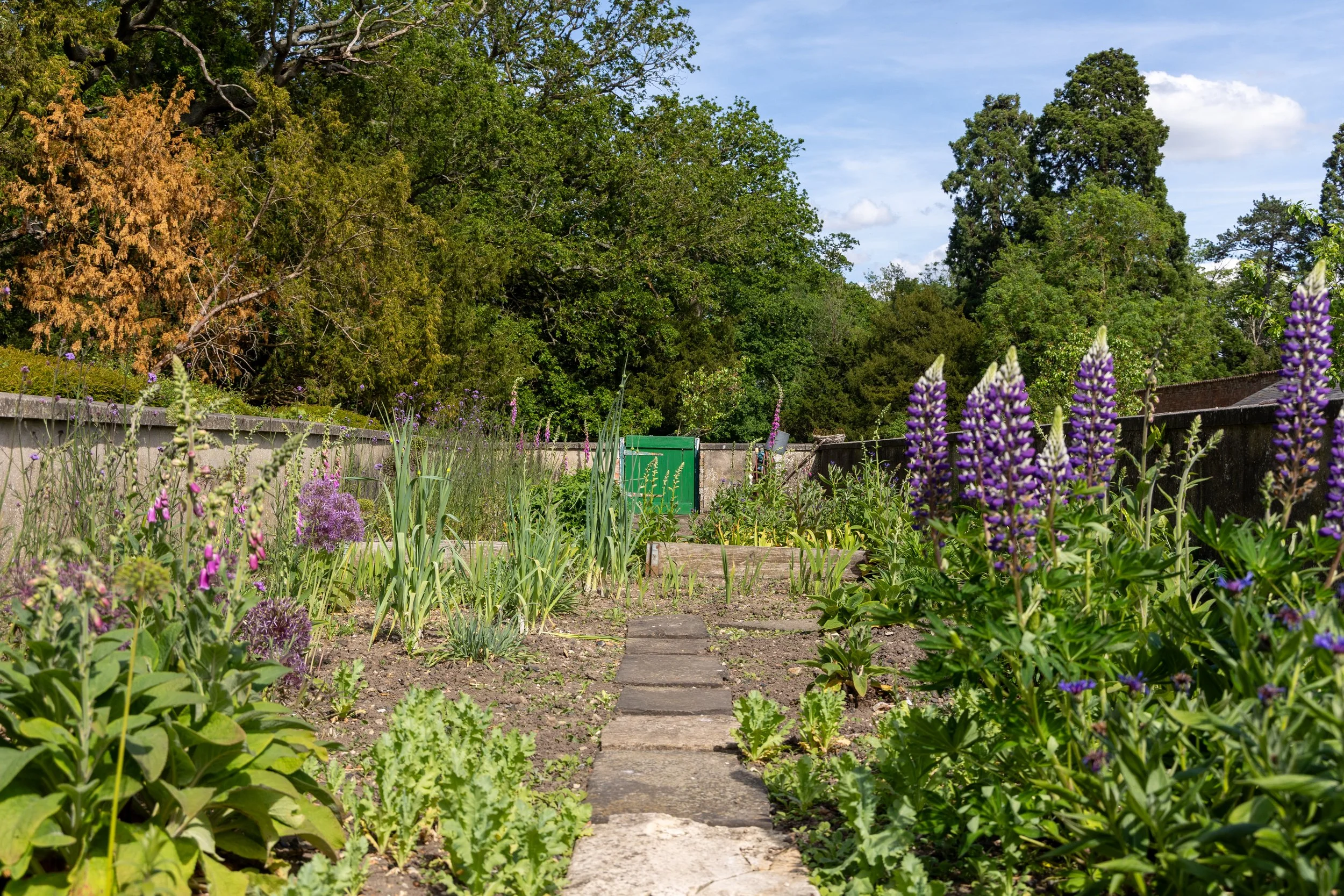 A garden with a stone pathway, colorful flowers, green trees, blue sky, and a brick wall in the background.