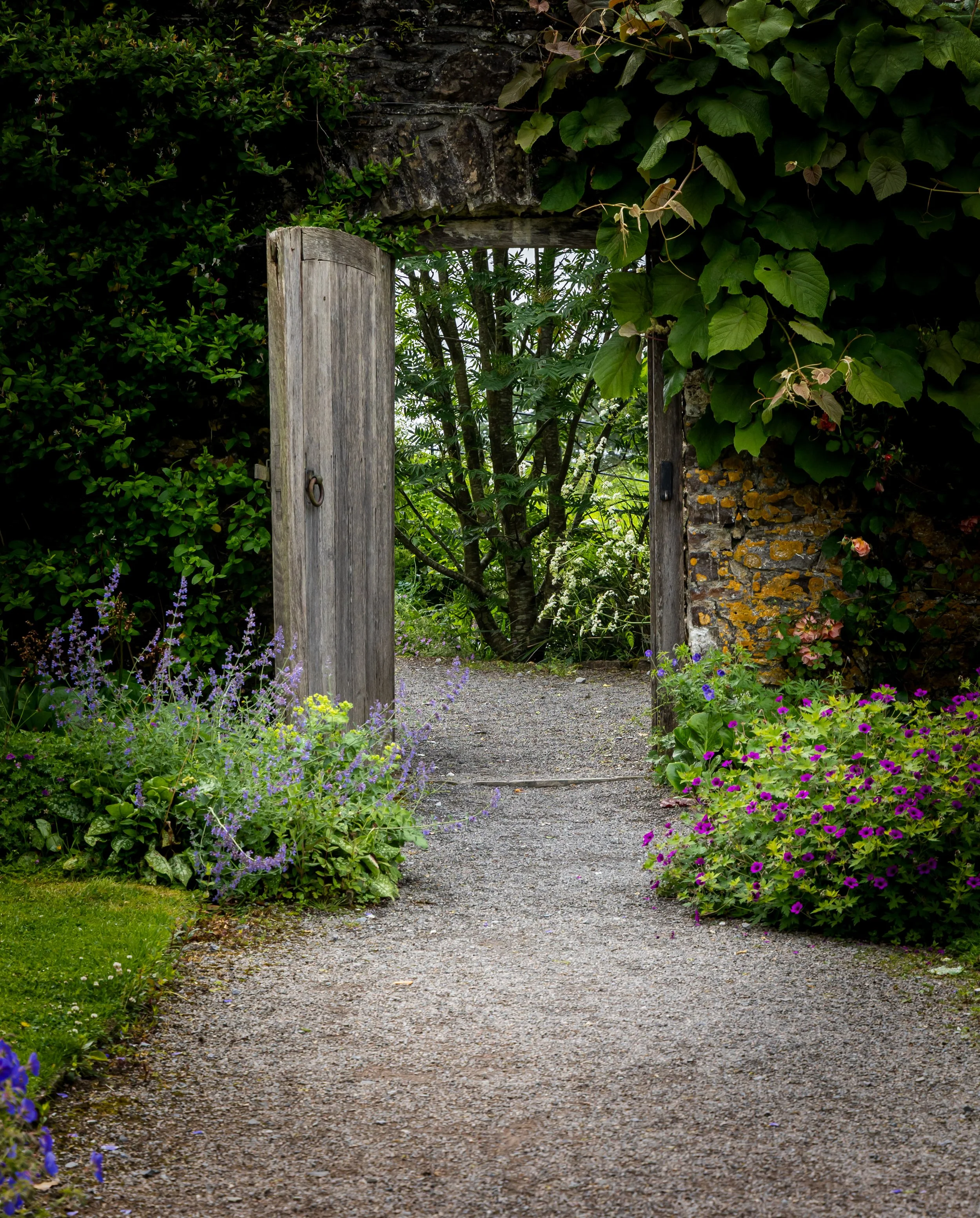 A wooden garden gate opening into a lush, green garden with gravel pathways, surrounded by green plants, vines, and flowering bushes.