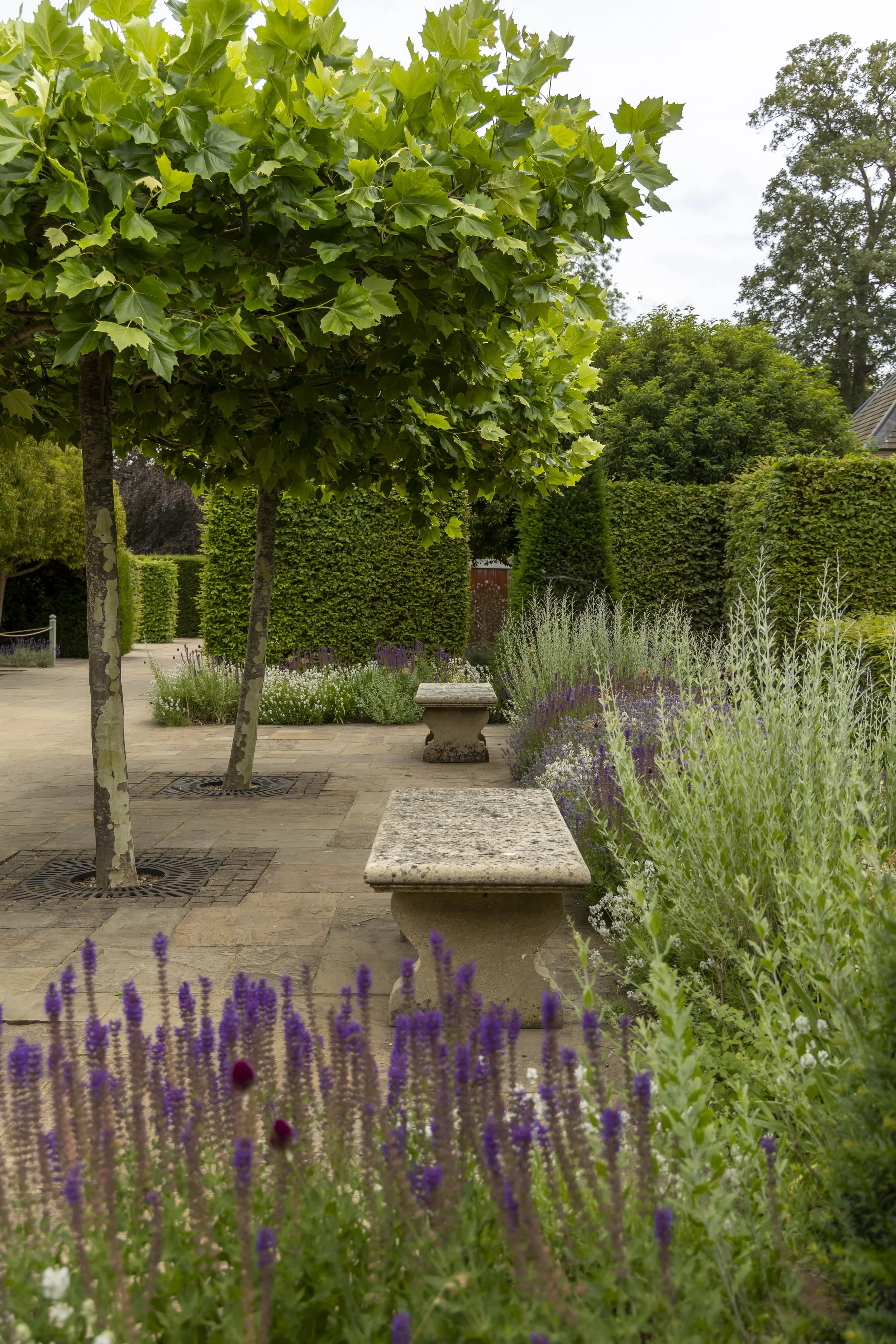 A garden with trees, benches, and various flowering plants including purple lavender, surrounded by tall green bushes and trees on a cloudy day.
