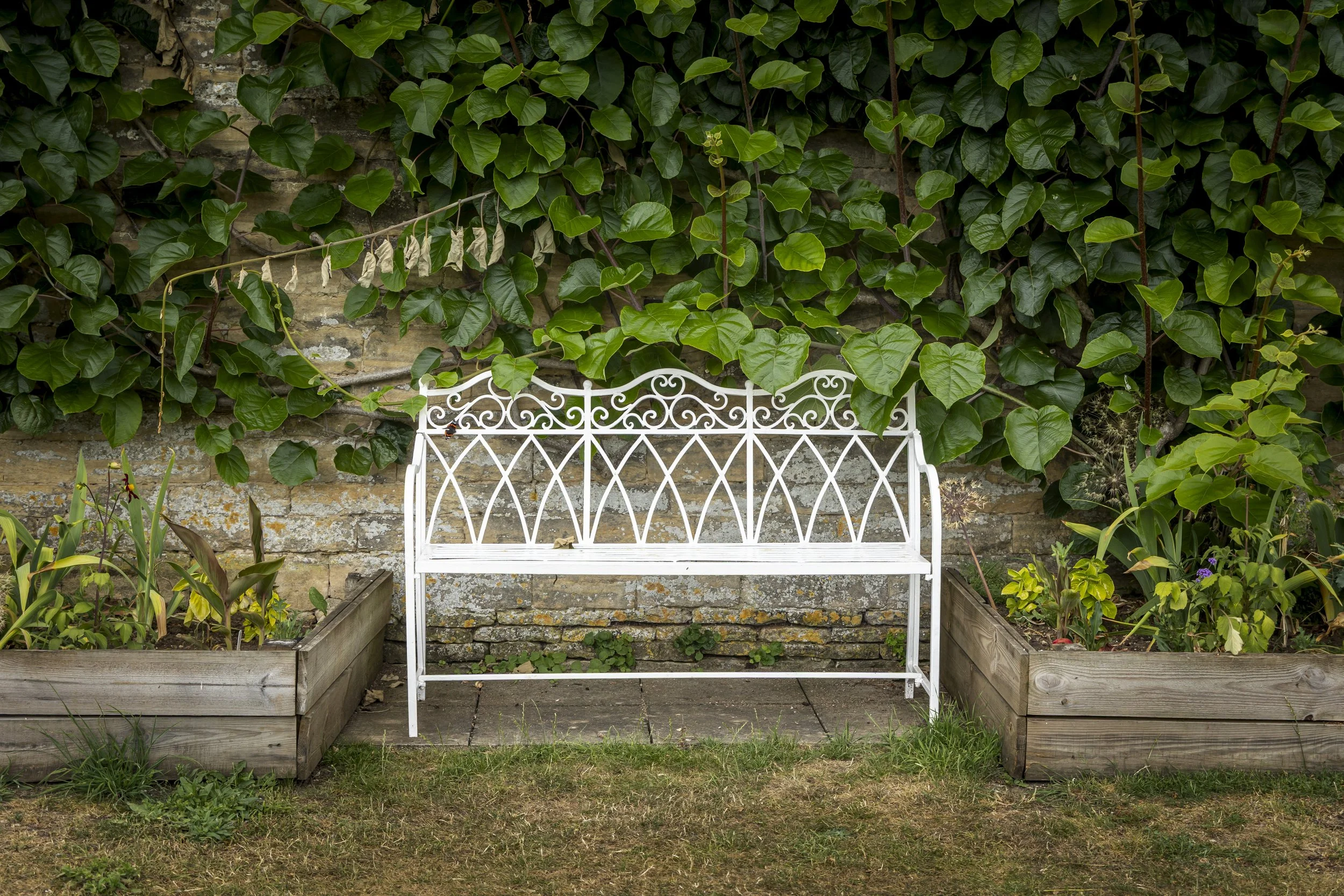 An ornate white metal garden bench positioned in front of a brick wall covered with green ivy leaves, with garden beds on each side and a patch of grass in front.