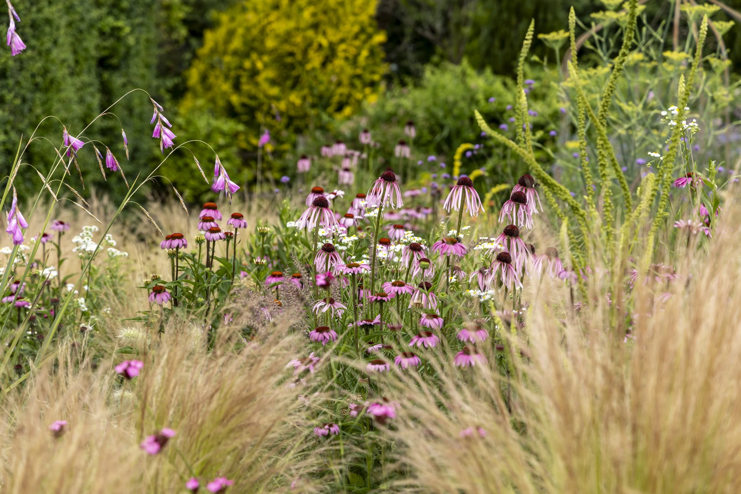 A vibrant wildflower garden with pink coneflowers, purple coneflowers, and other flowers amid tall grasses and green foliage.