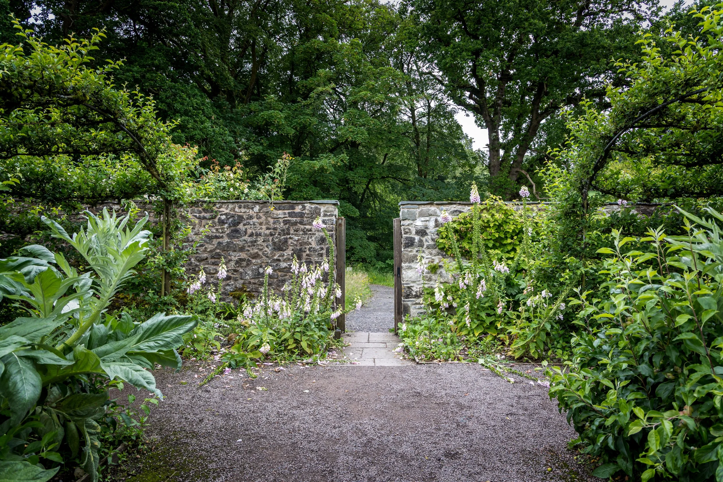 A garden pathway with stone walls and greenery, including trees and flowering plants.
