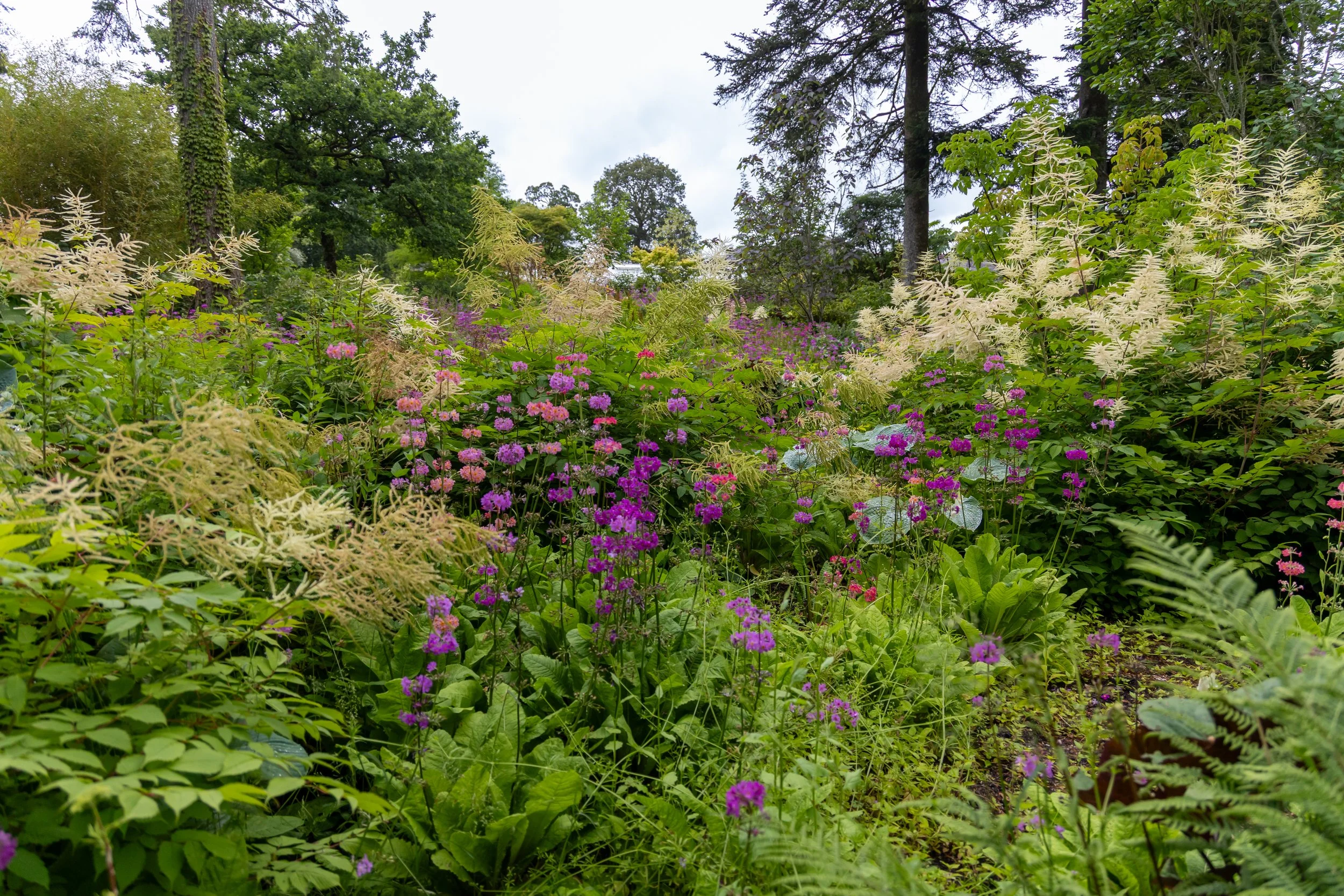 A lush garden with various green plants and colorful flowers, including purple and pink blooms, surrounded by tall trees under a cloudy sky.