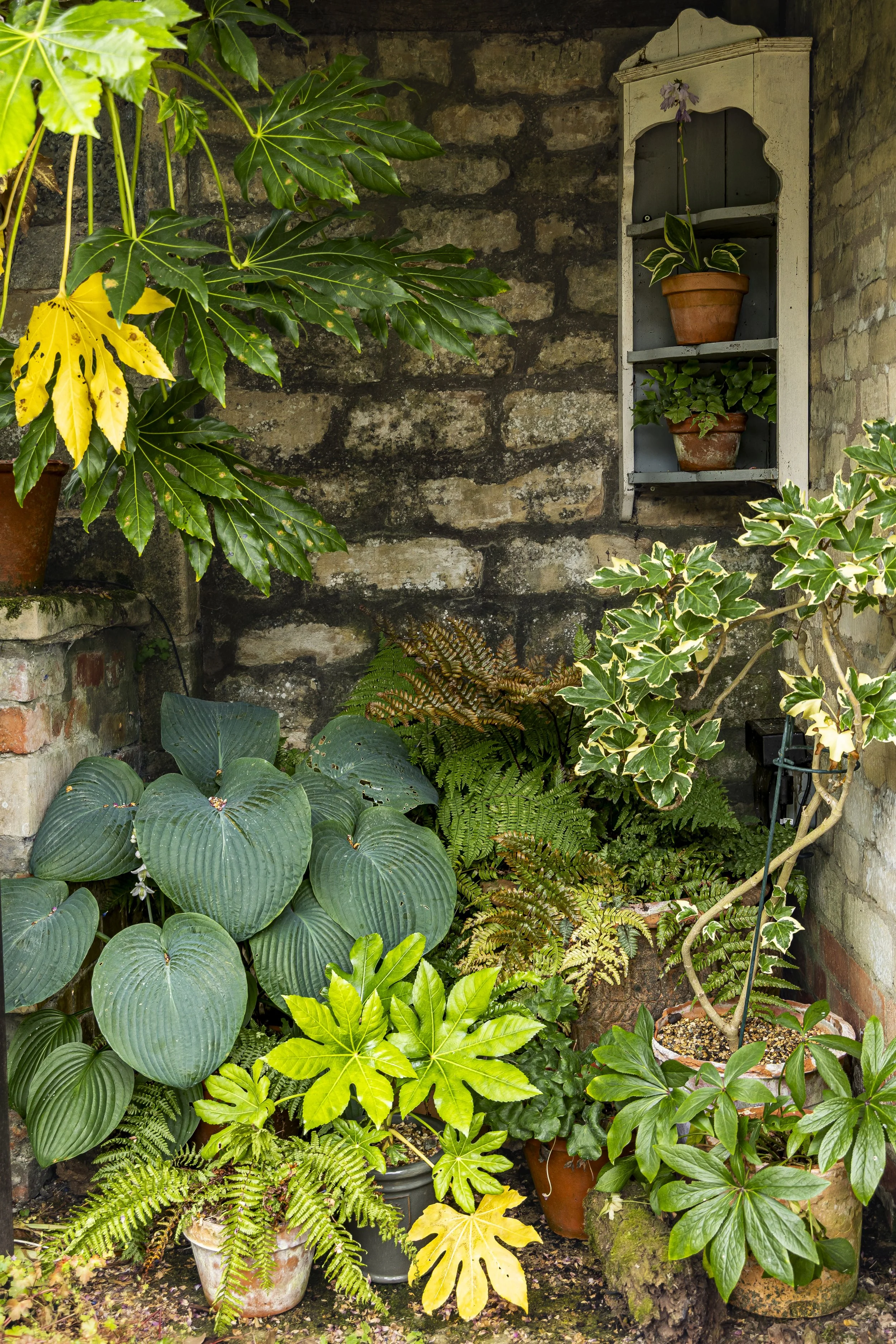 A garden with various green and yellow variegated plants, some in terracotta pots, against a stone wall and a white wooden shelf with potted plants. The scene includes large-leafed plants, fern, and ivy.