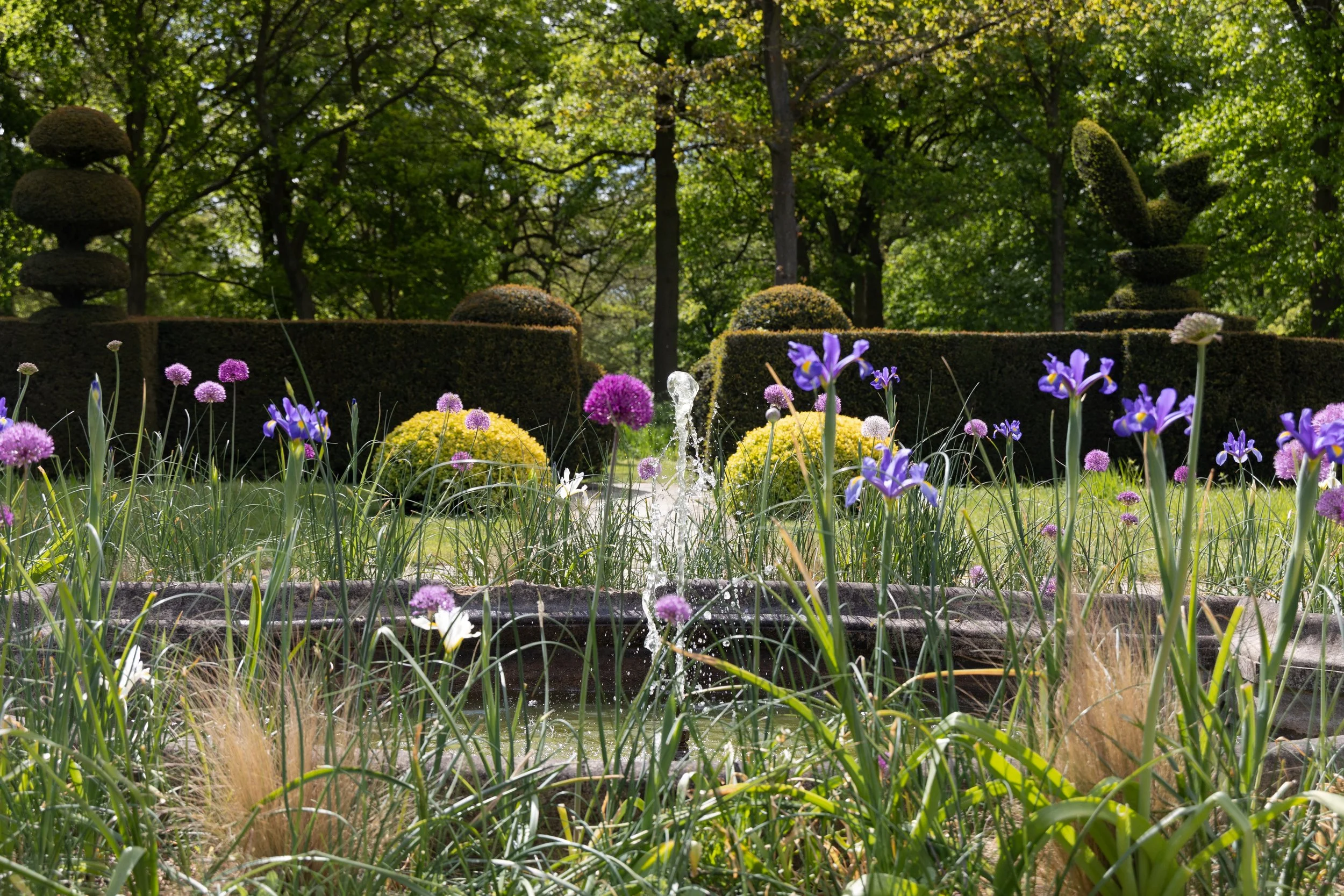 A garden scene with purple, yellow, and white flowers in front of neatly trimmed bushes and tall trees with green leaves, sunny weather.