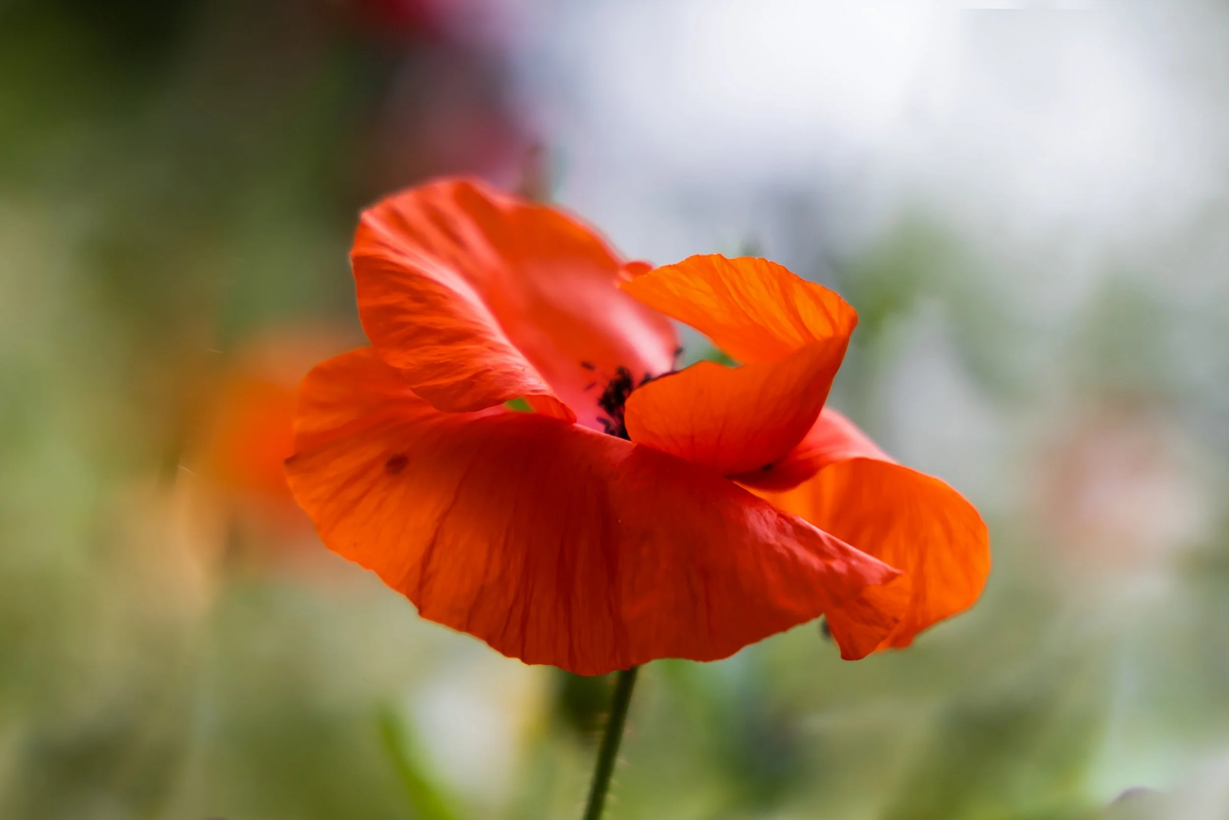 A close-up image of a vibrant red poppy flower with delicate petals and a dark centre.
