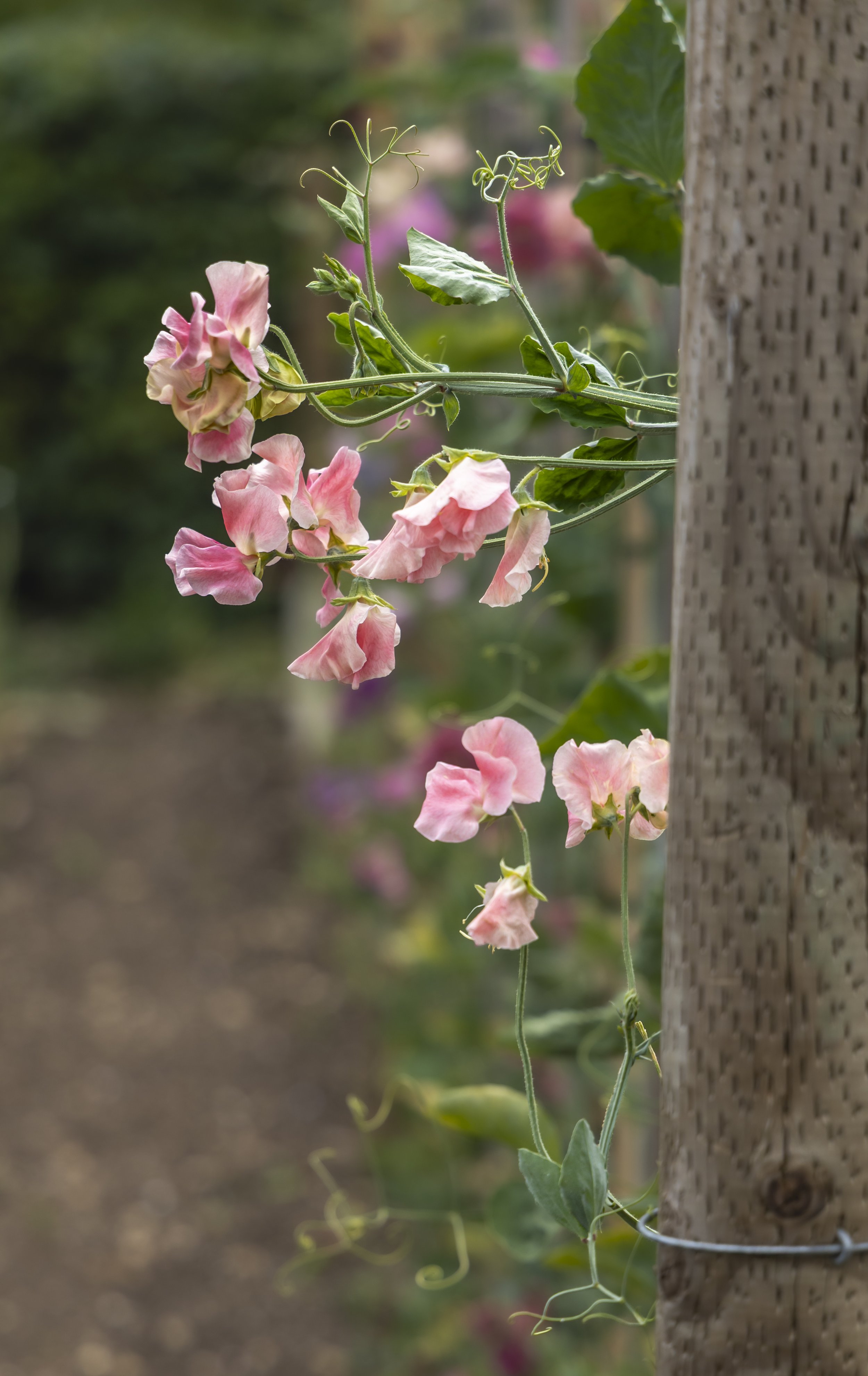 Pink and cream sweet pea flowers climbing along a wooden post, with a soft-focus garden background.