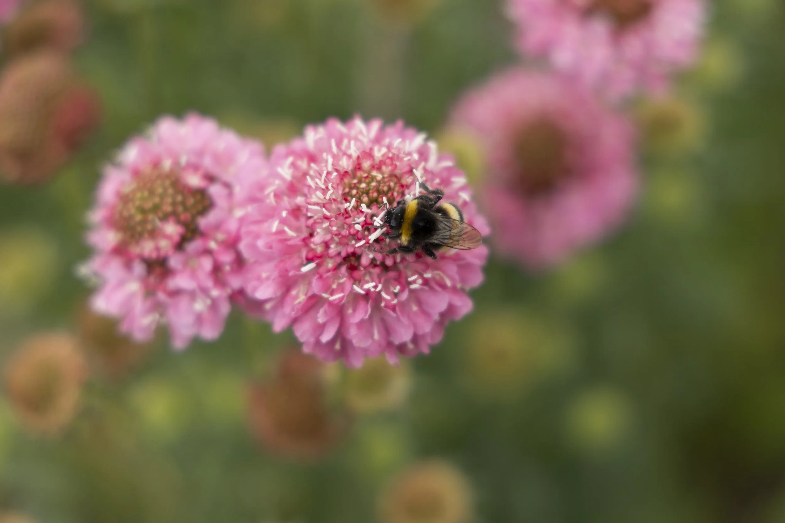 Close-up of a pink flower cluster with a bee collecting nectar.