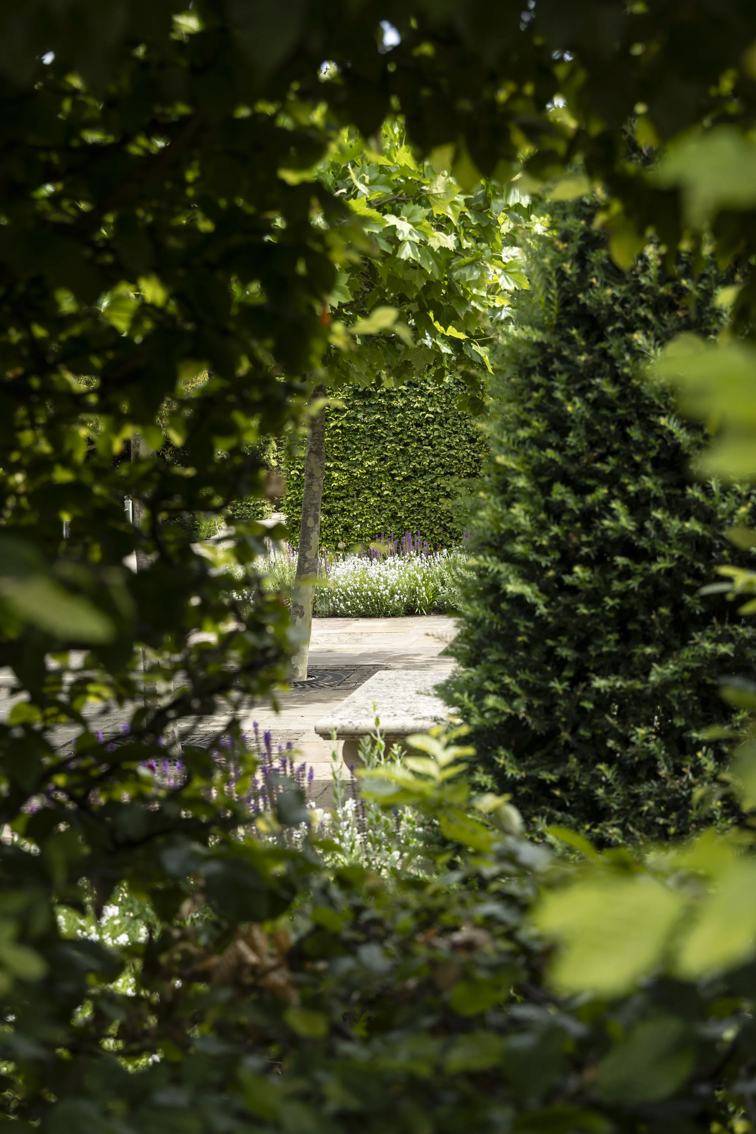 View through a narrow opening in dense green foliage revealing a landscaped garden with a pathway, trees, and flowering plants in the background.