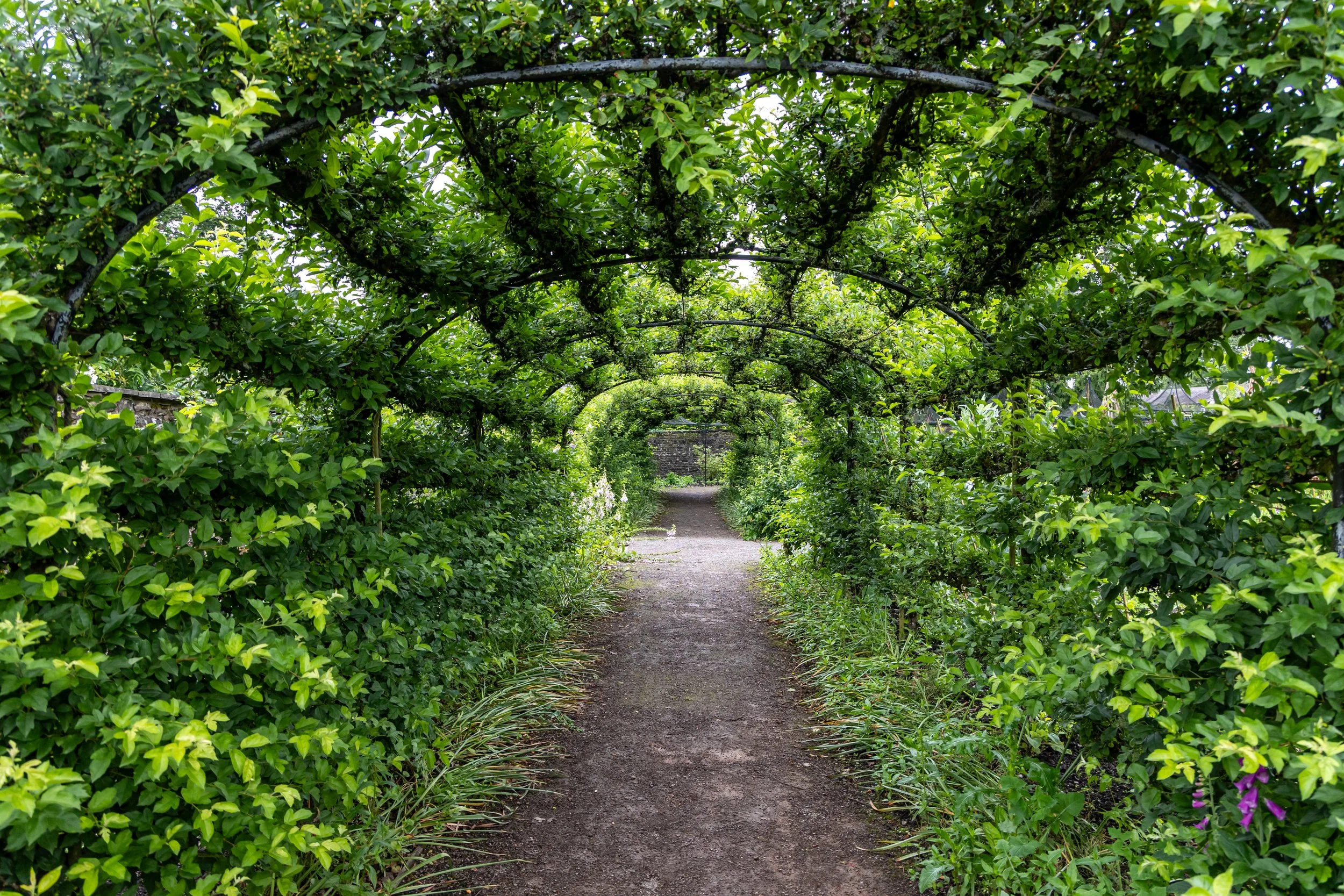 A dirt pathway through a green, leafy garden archway with lush foliage on both sides and above.