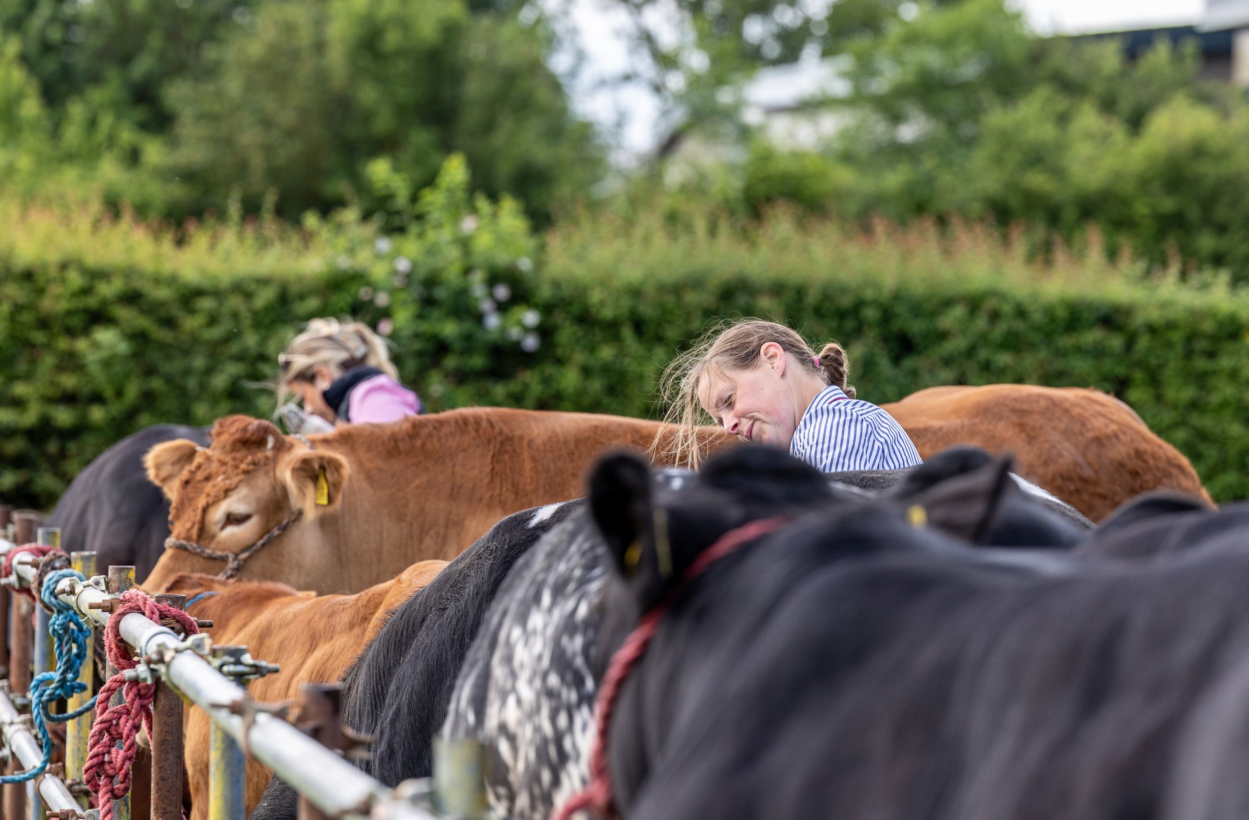 People tending to cows in a farm setting with greenery and trees in the background.
