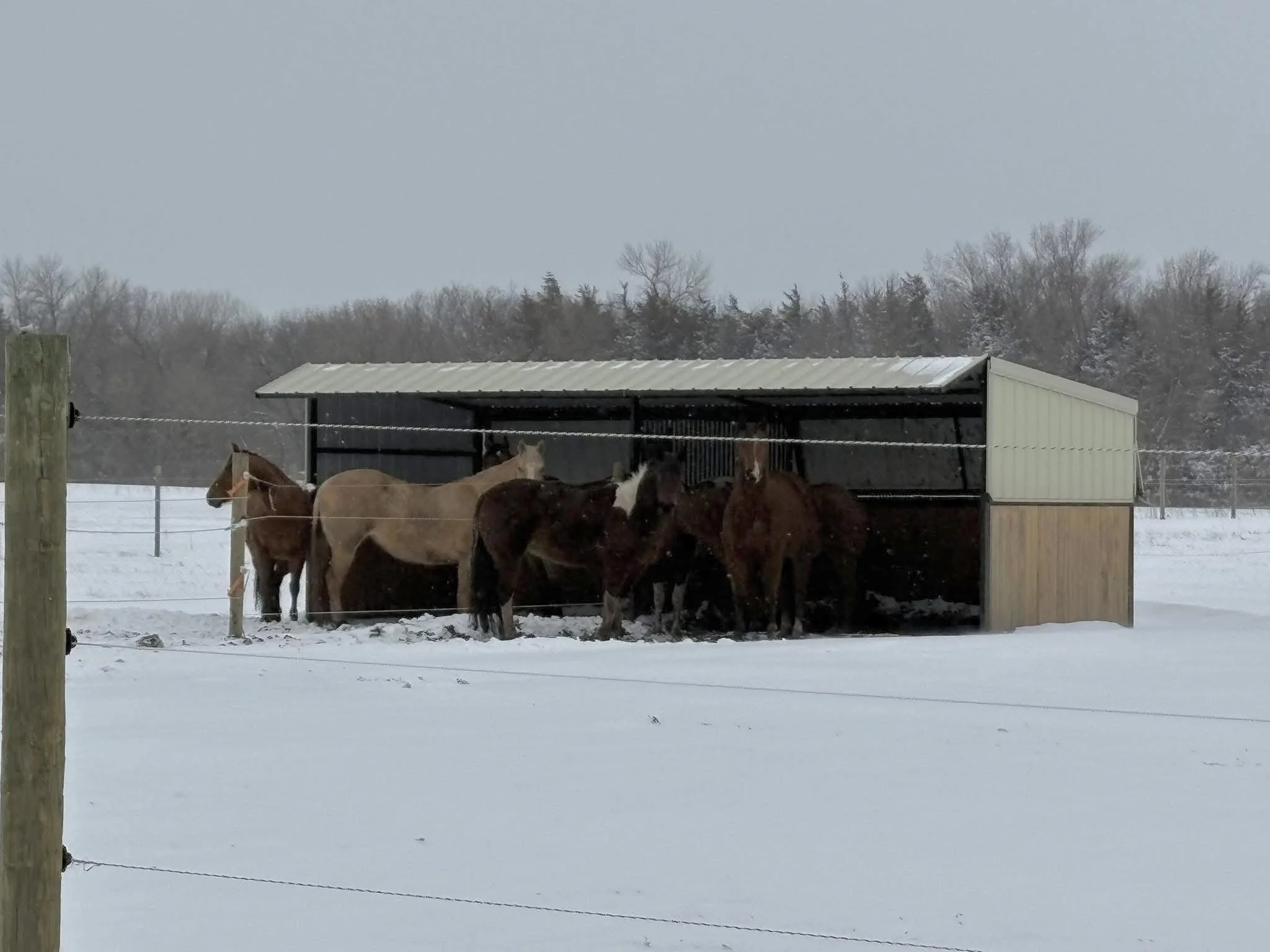 All 7 horses huddled in for the snow storm